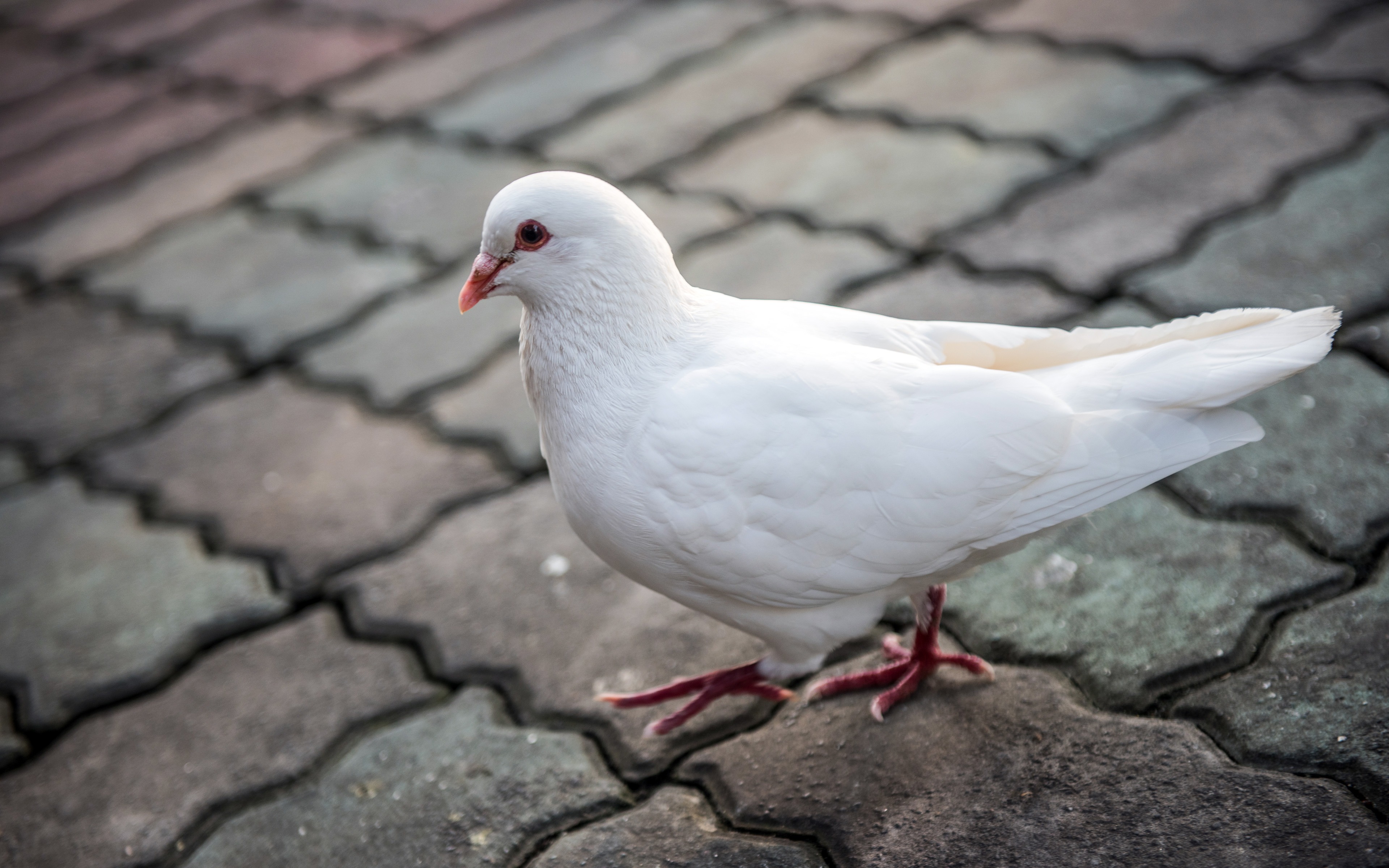 Columbidae Wallpapers