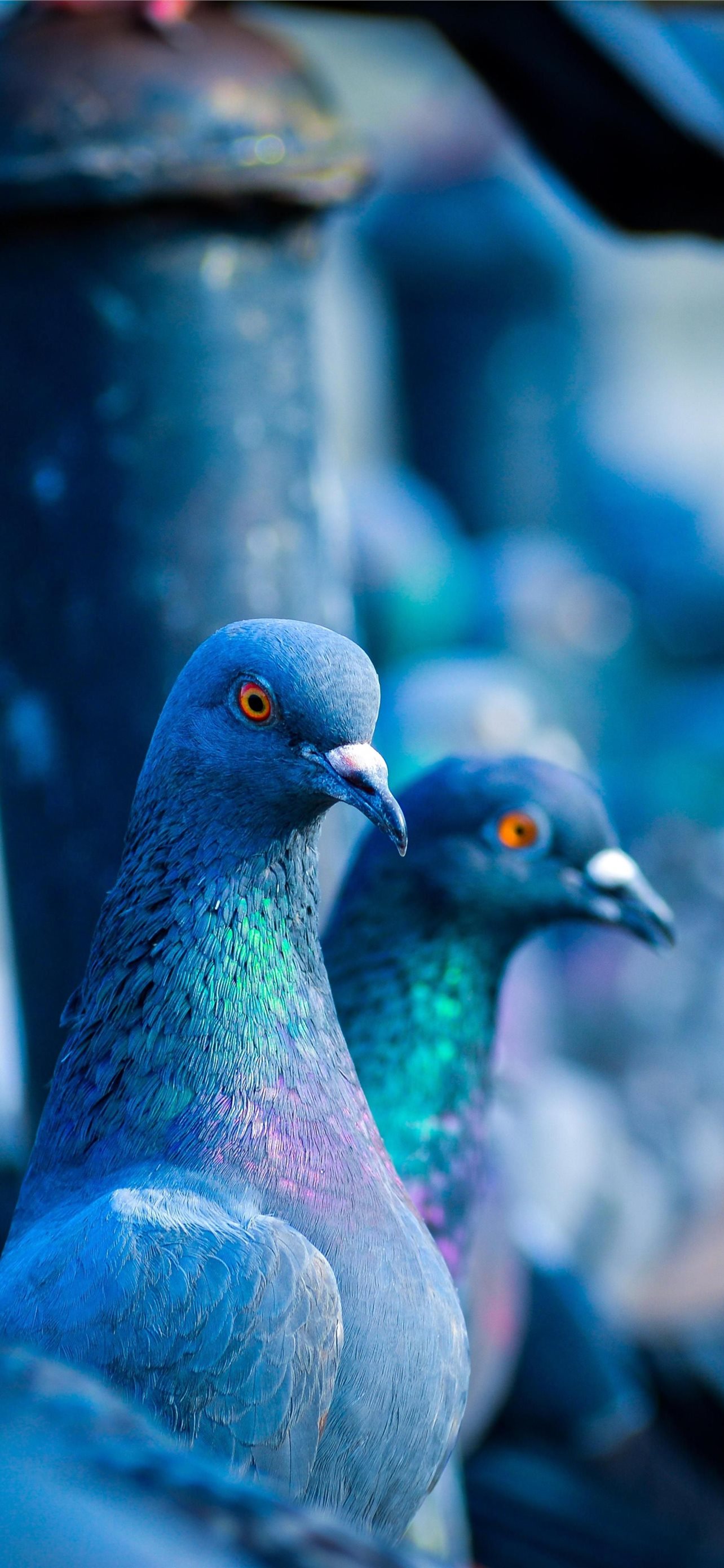 Columbidae Wallpapers