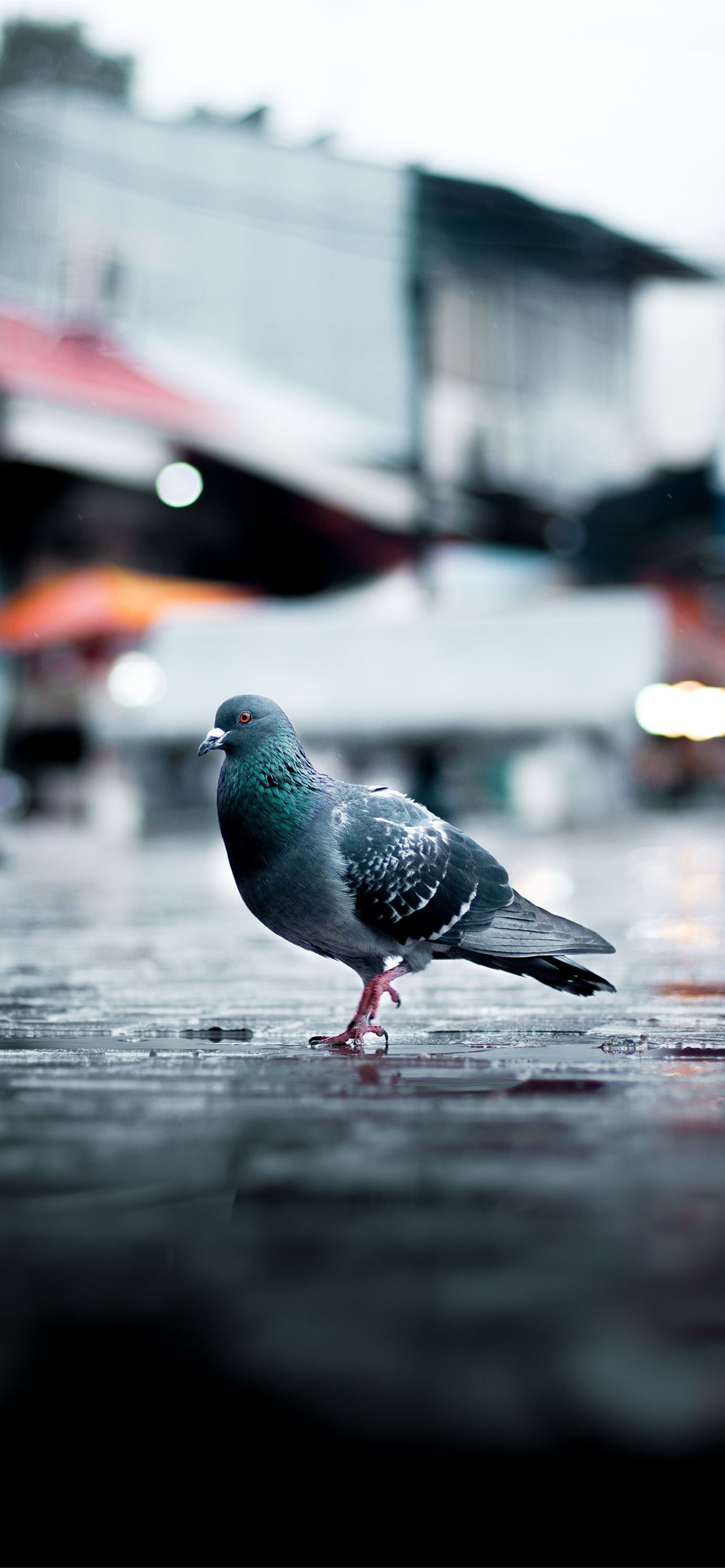 Columbidae Wallpapers