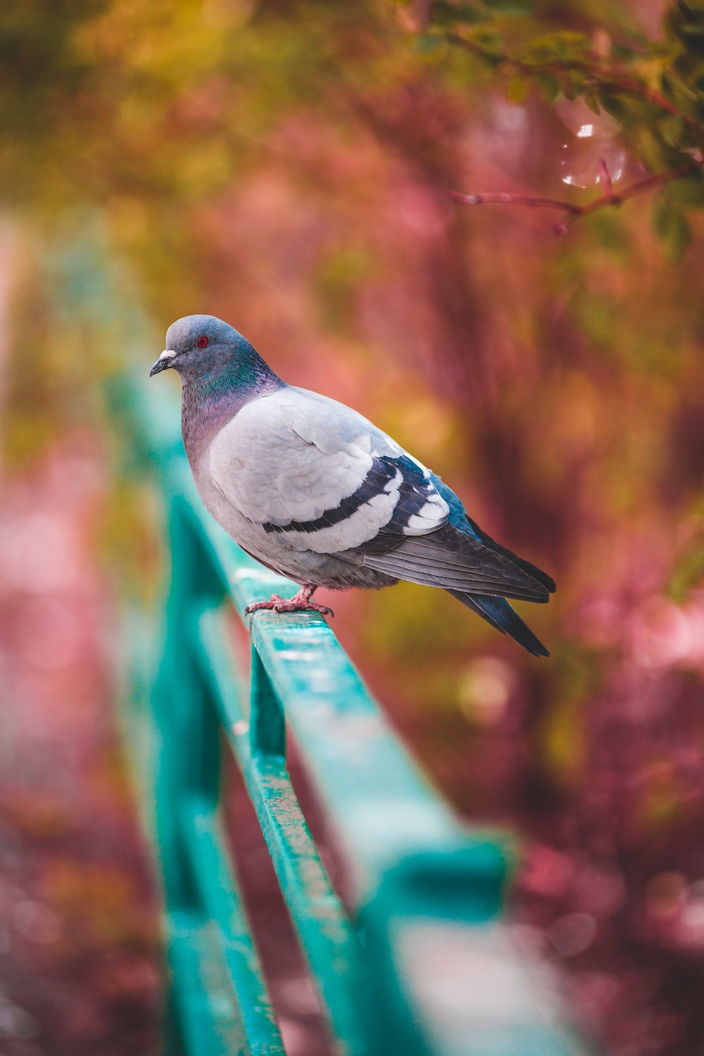 Columbidae Wallpapers