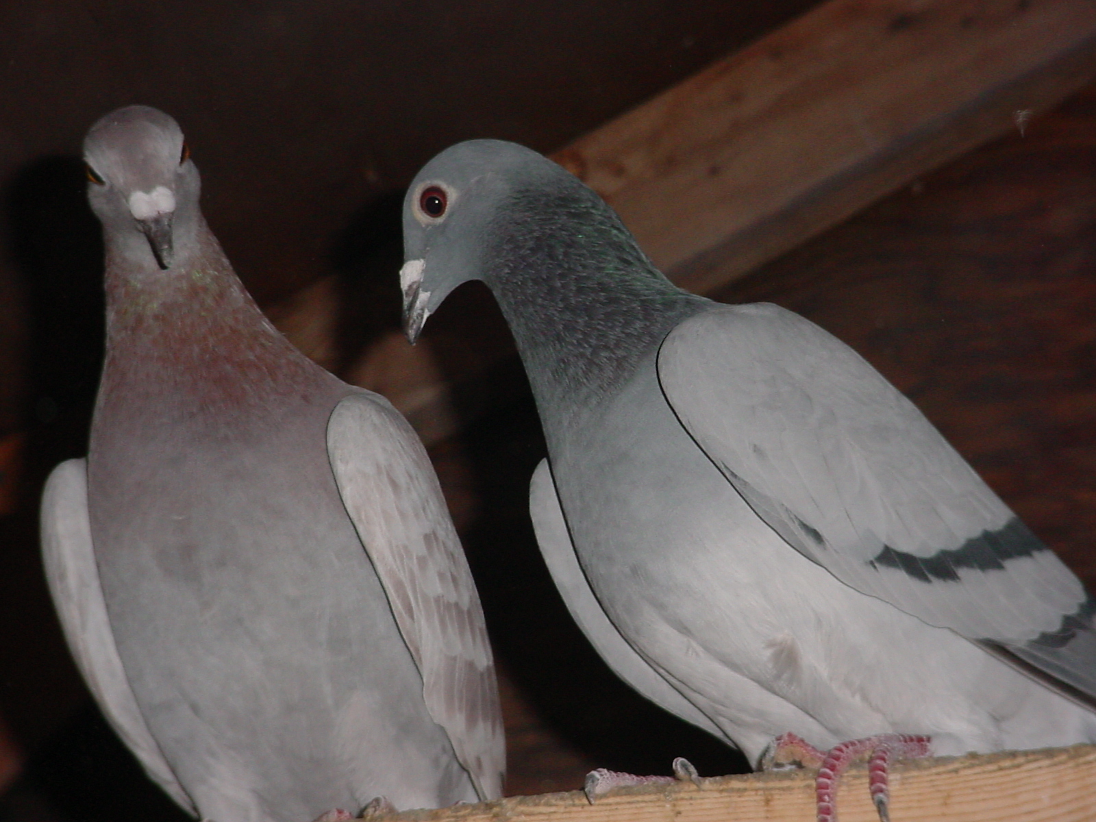 Columbidae Wallpapers