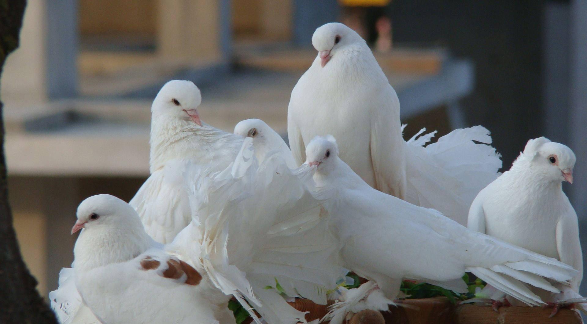 Columbidae Wallpapers