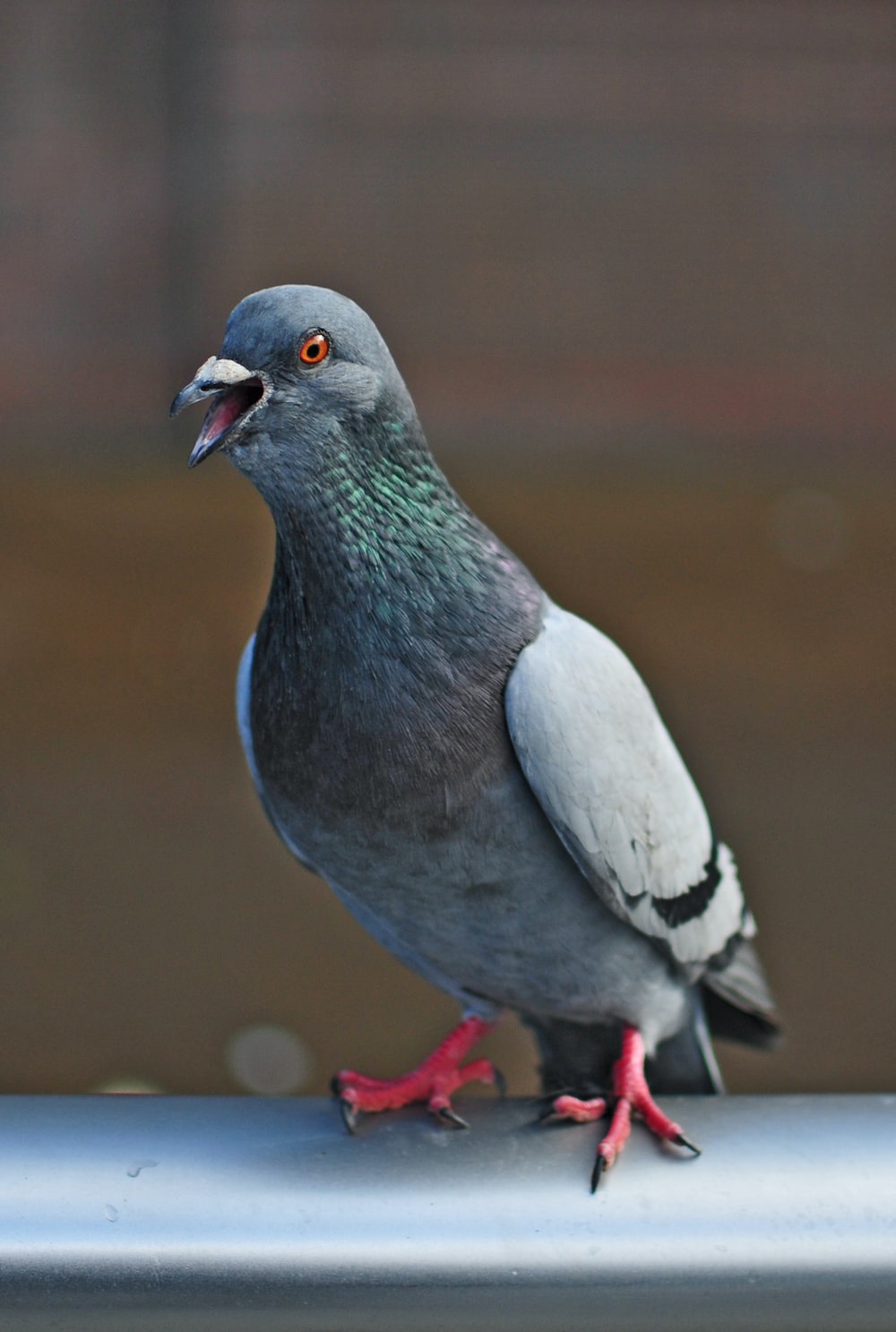 Columbidae Wallpapers