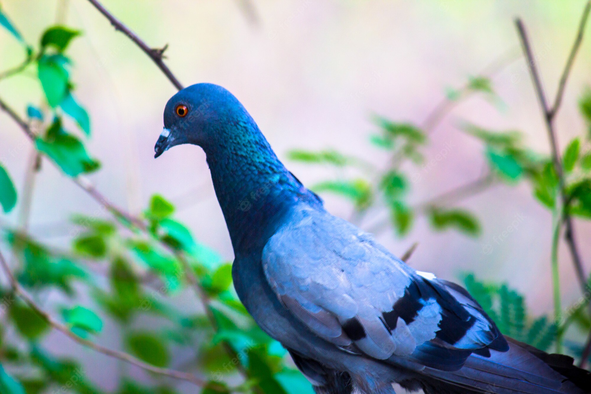 Columbidae Wallpapers