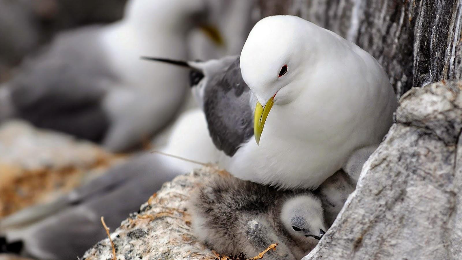 Columbidae Wallpapers