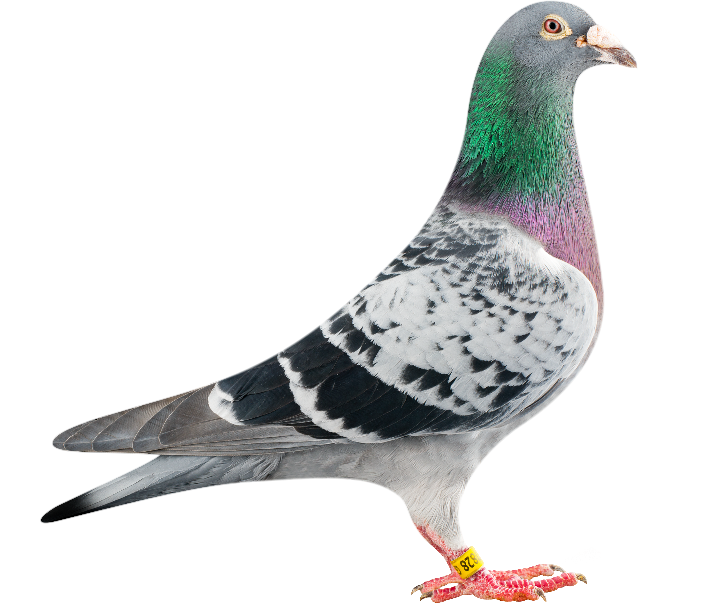 Columbidae Wallpapers