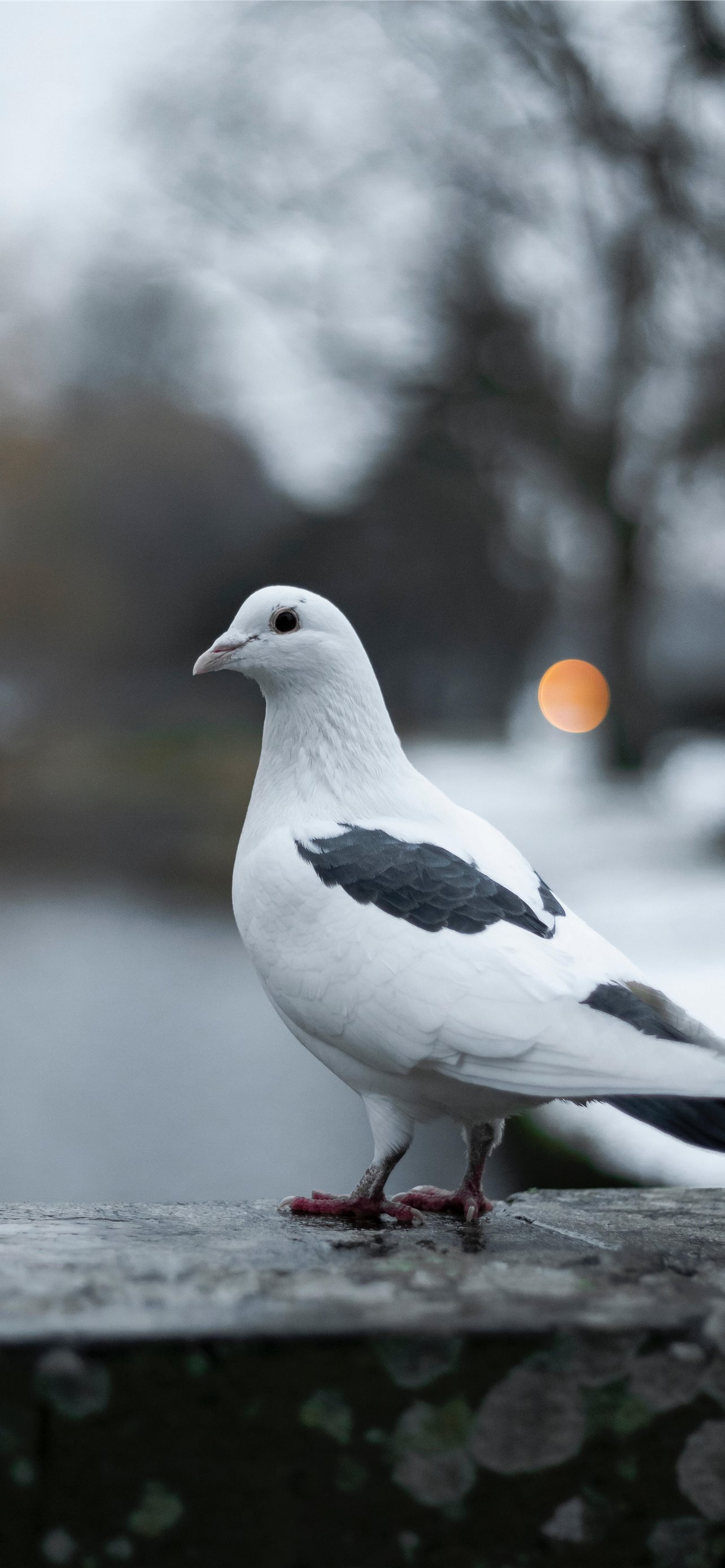 Columbidae Wallpapers