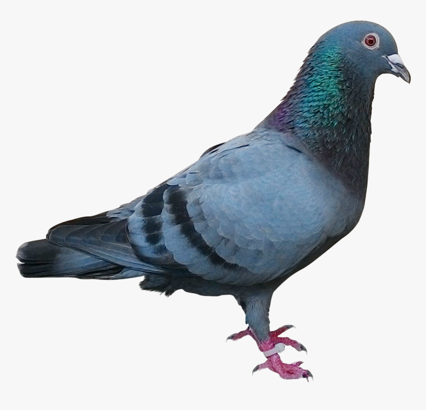 Columbidae Wallpapers