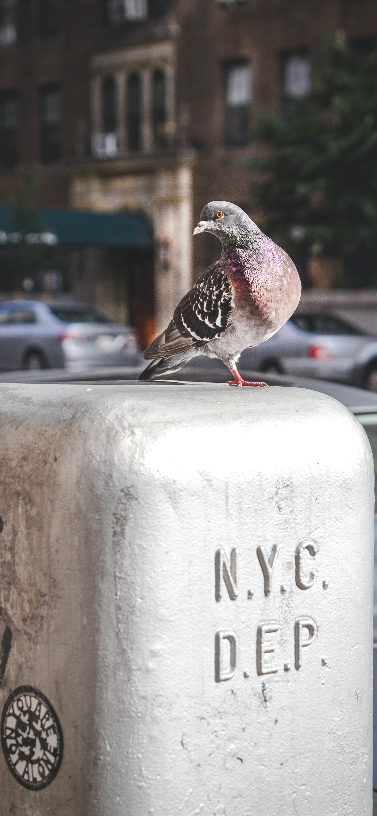 Columbidae Wallpapers