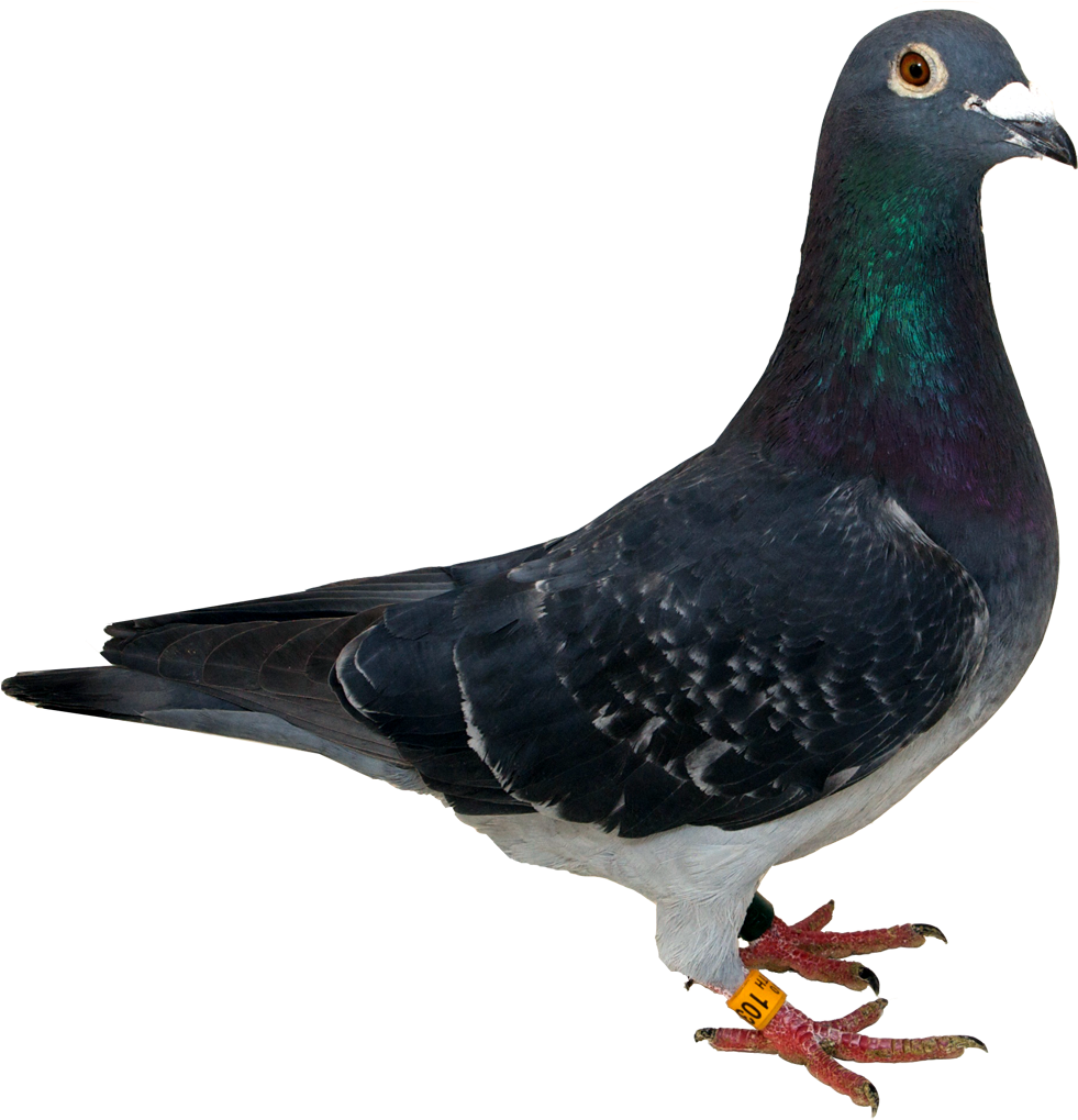 Columbidae Wallpapers