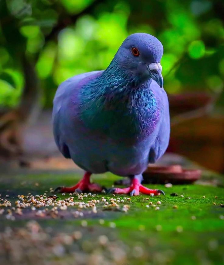 Columbidae Wallpapers