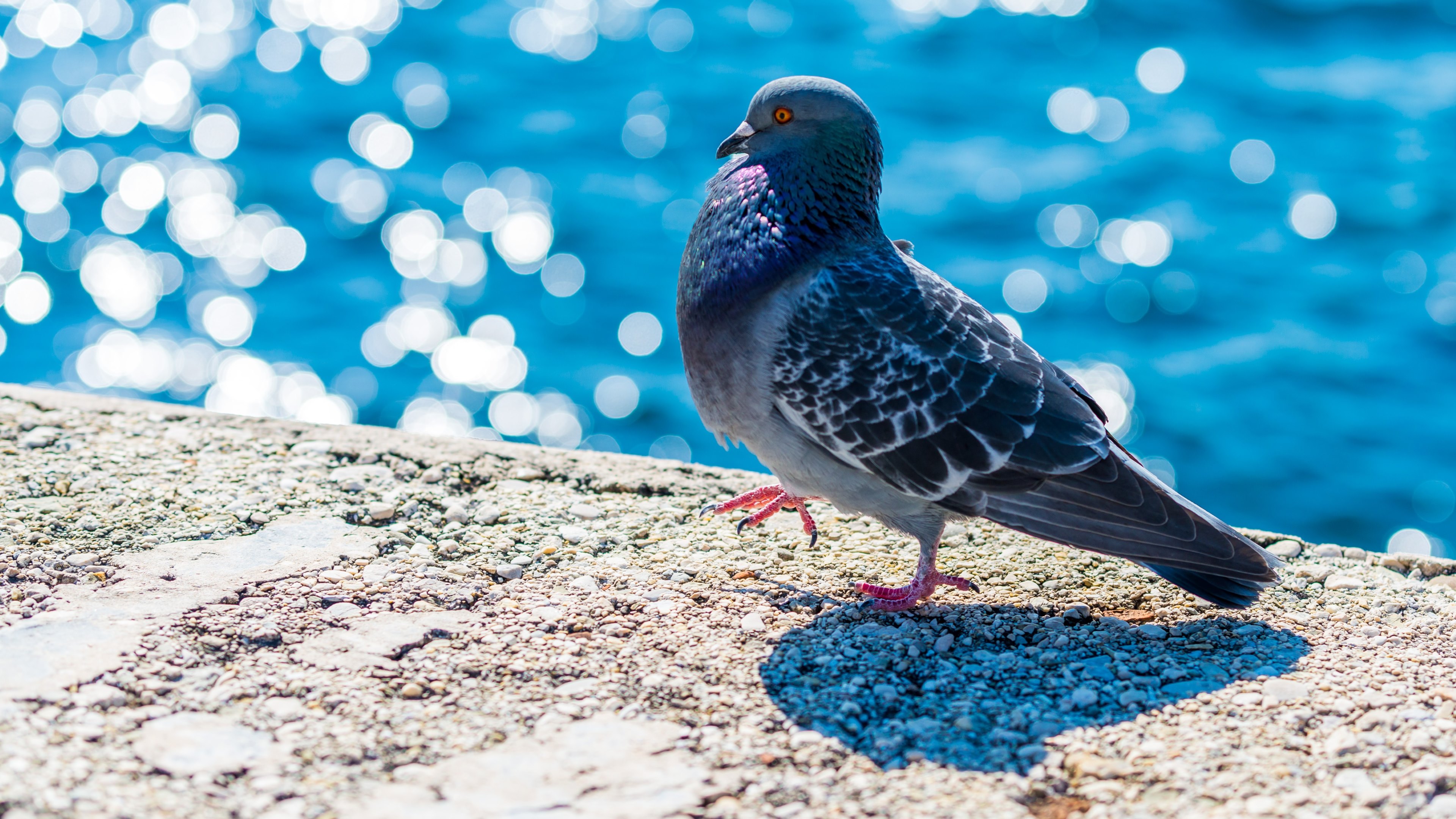 Columbidae Wallpapers