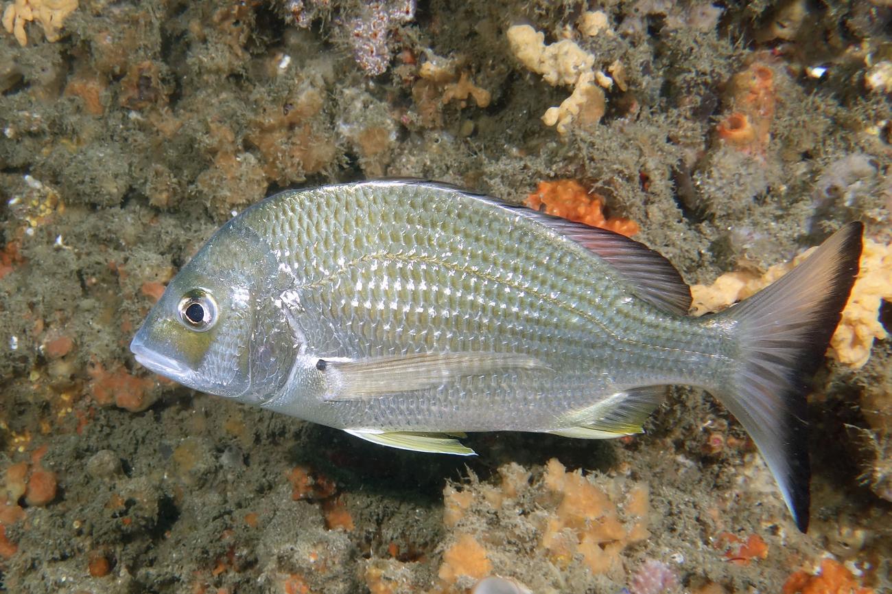 Common Bream Wallpapers