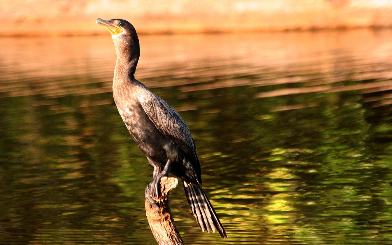 Cormorant Wallpapers