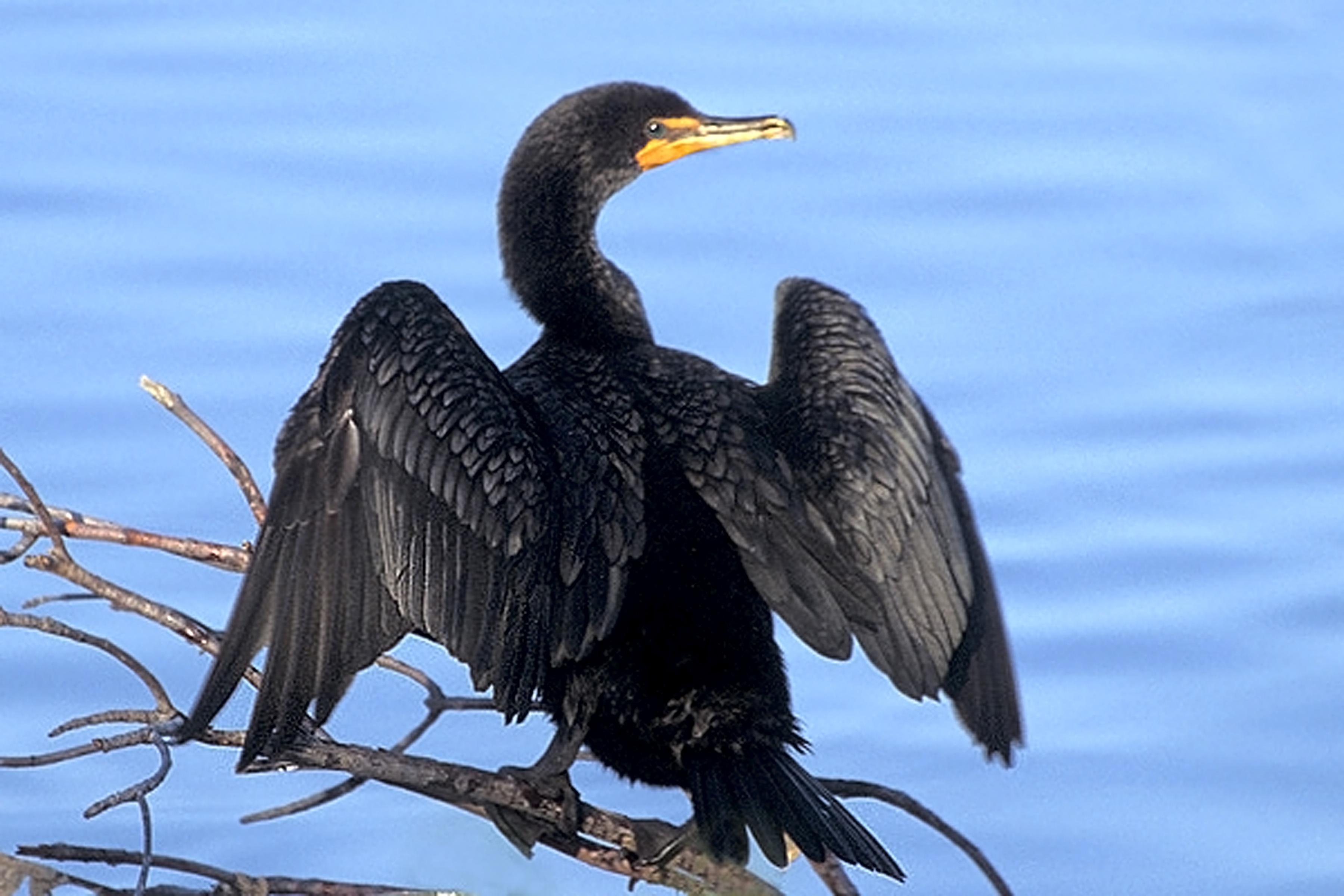 Cormorant Wallpapers