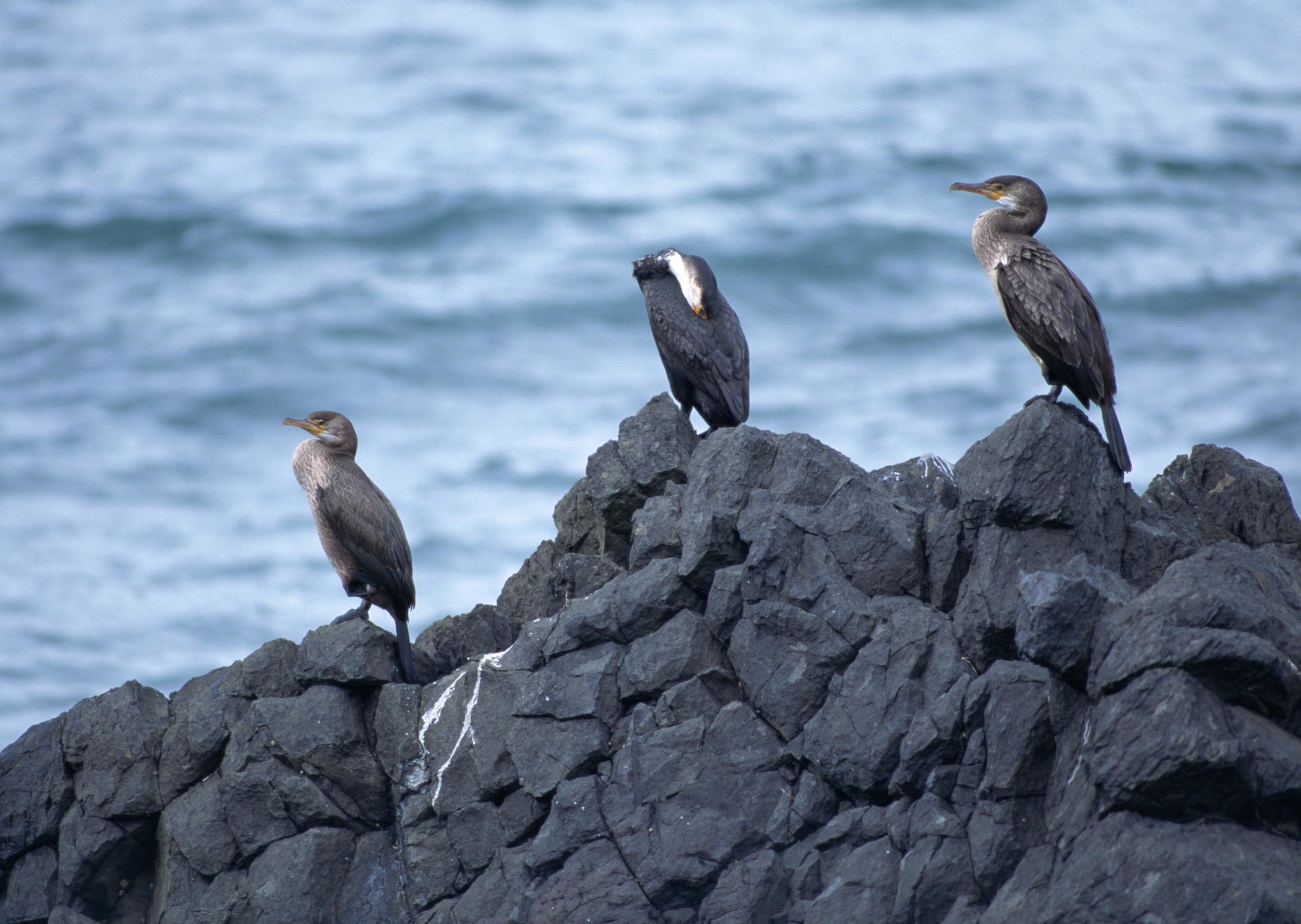 Cormorant Wallpapers