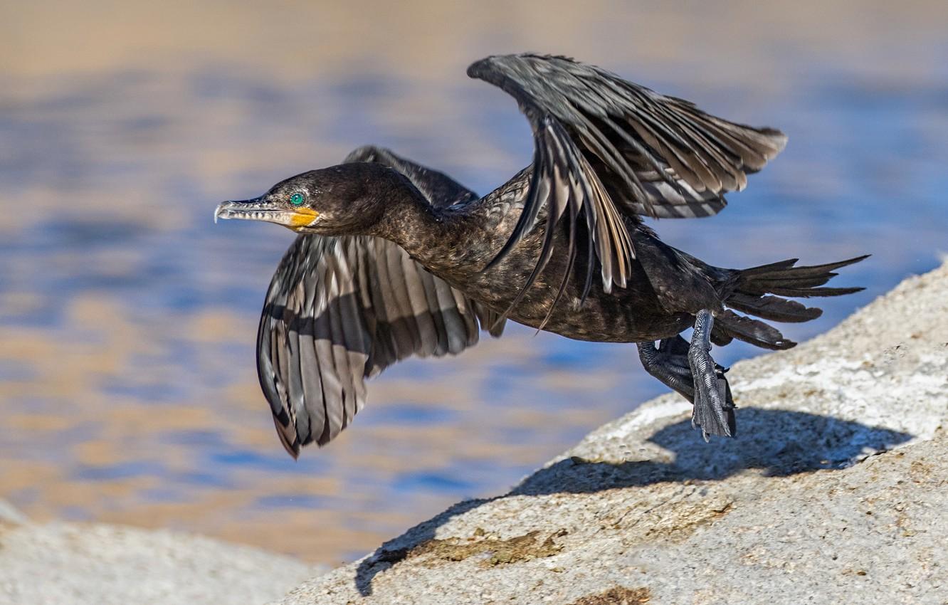 Cormorant Wallpapers