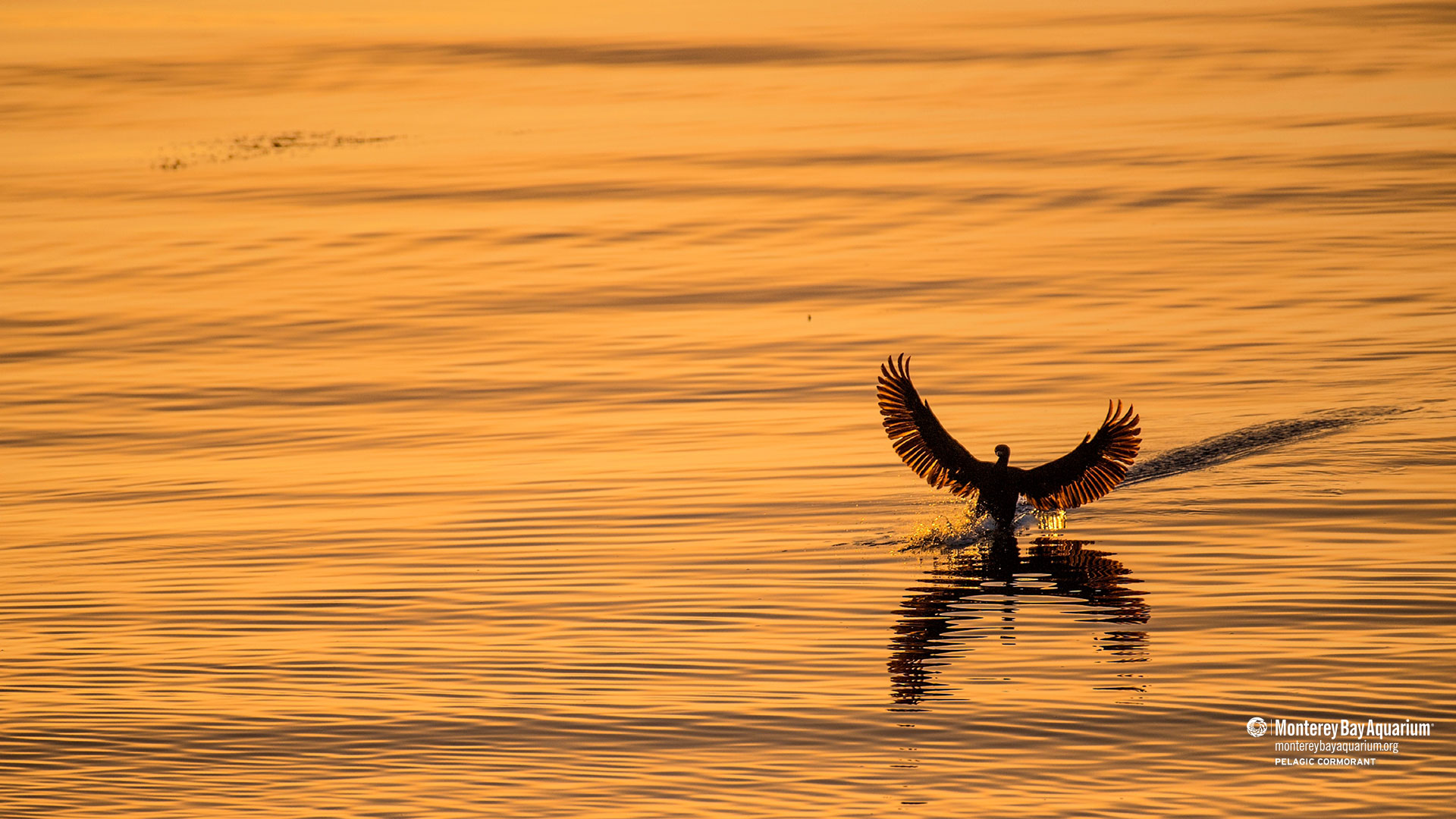 Cormorant Wallpapers