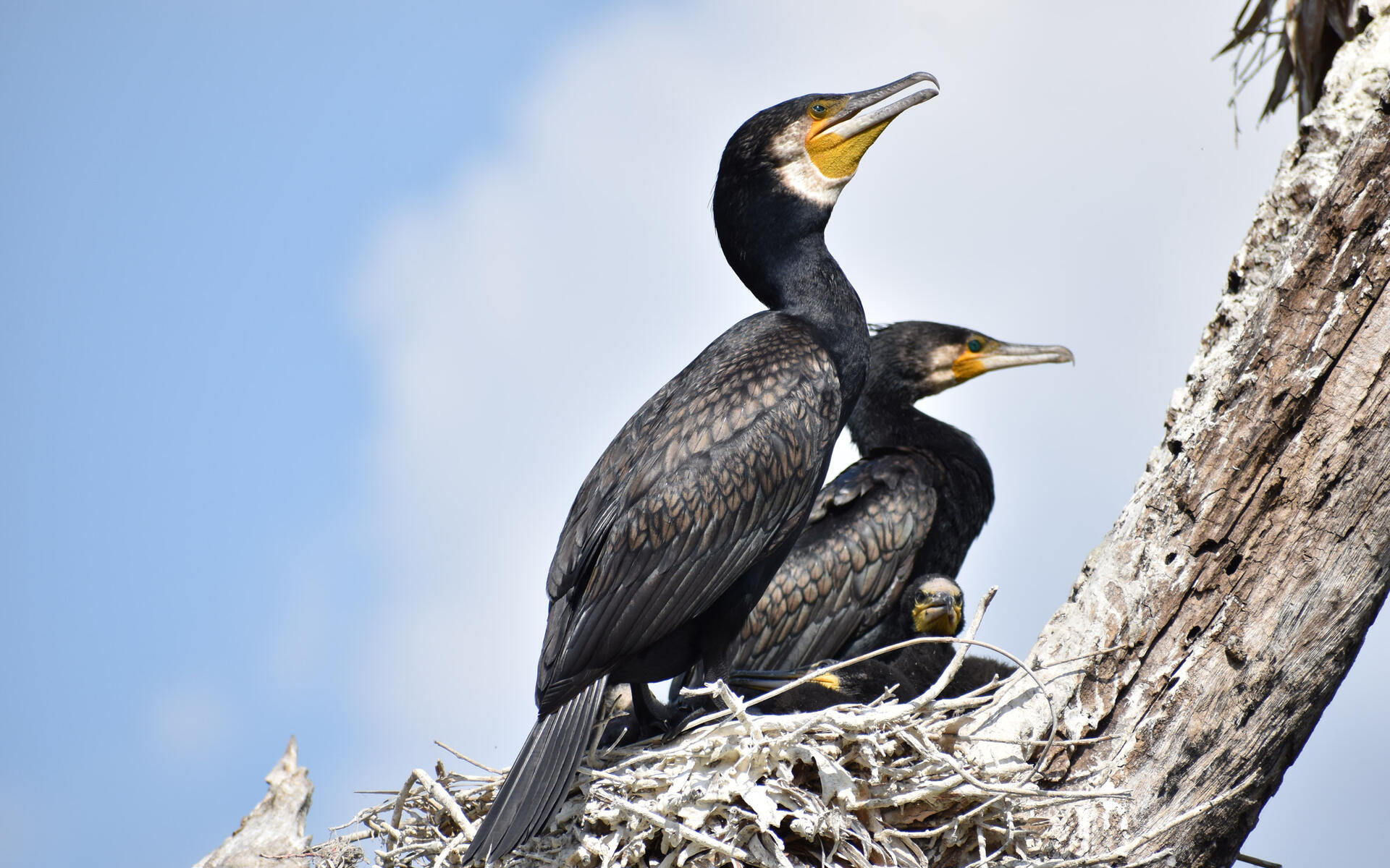 Cormorant Wallpapers