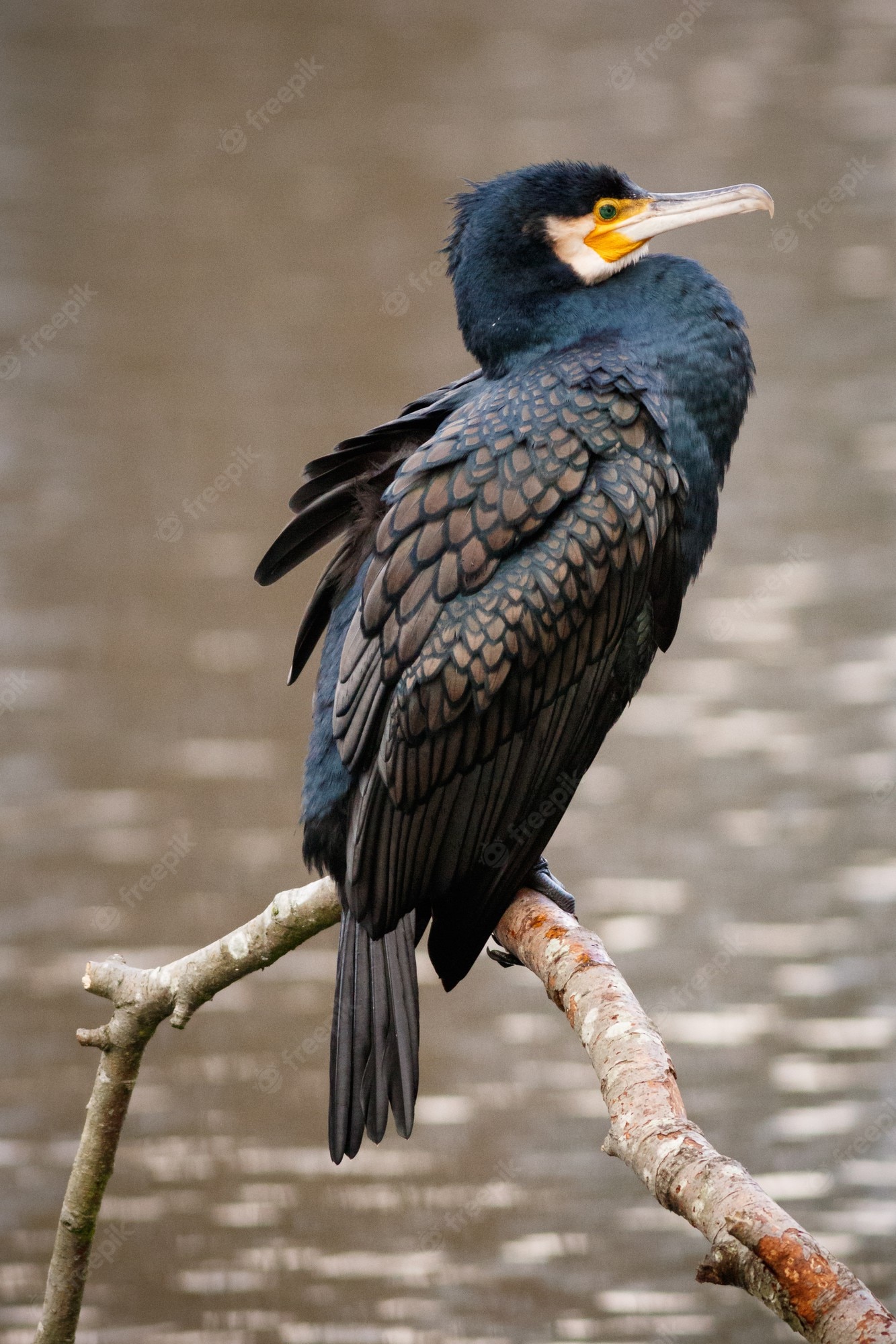 Cormorant Wallpapers