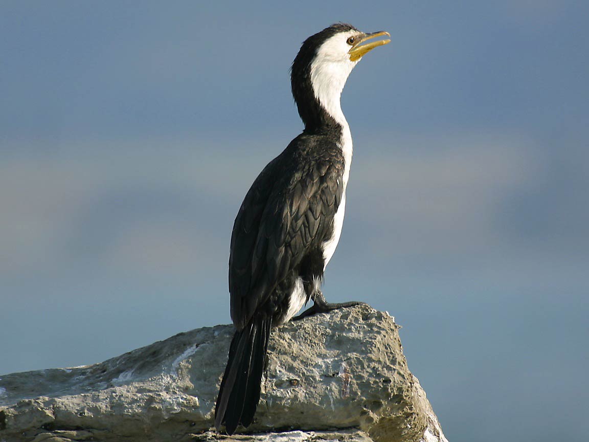 Cormorant Wallpapers