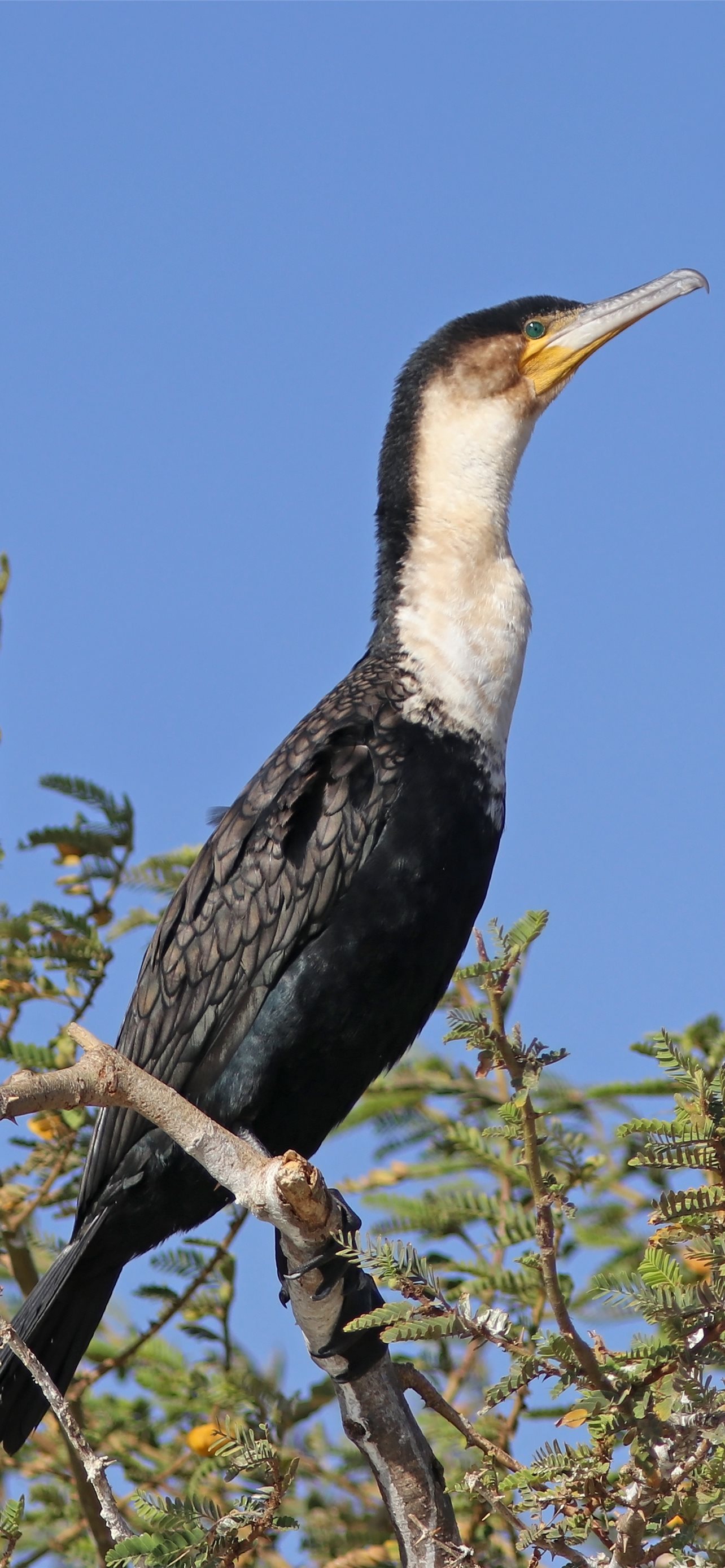 Cormorant Wallpapers