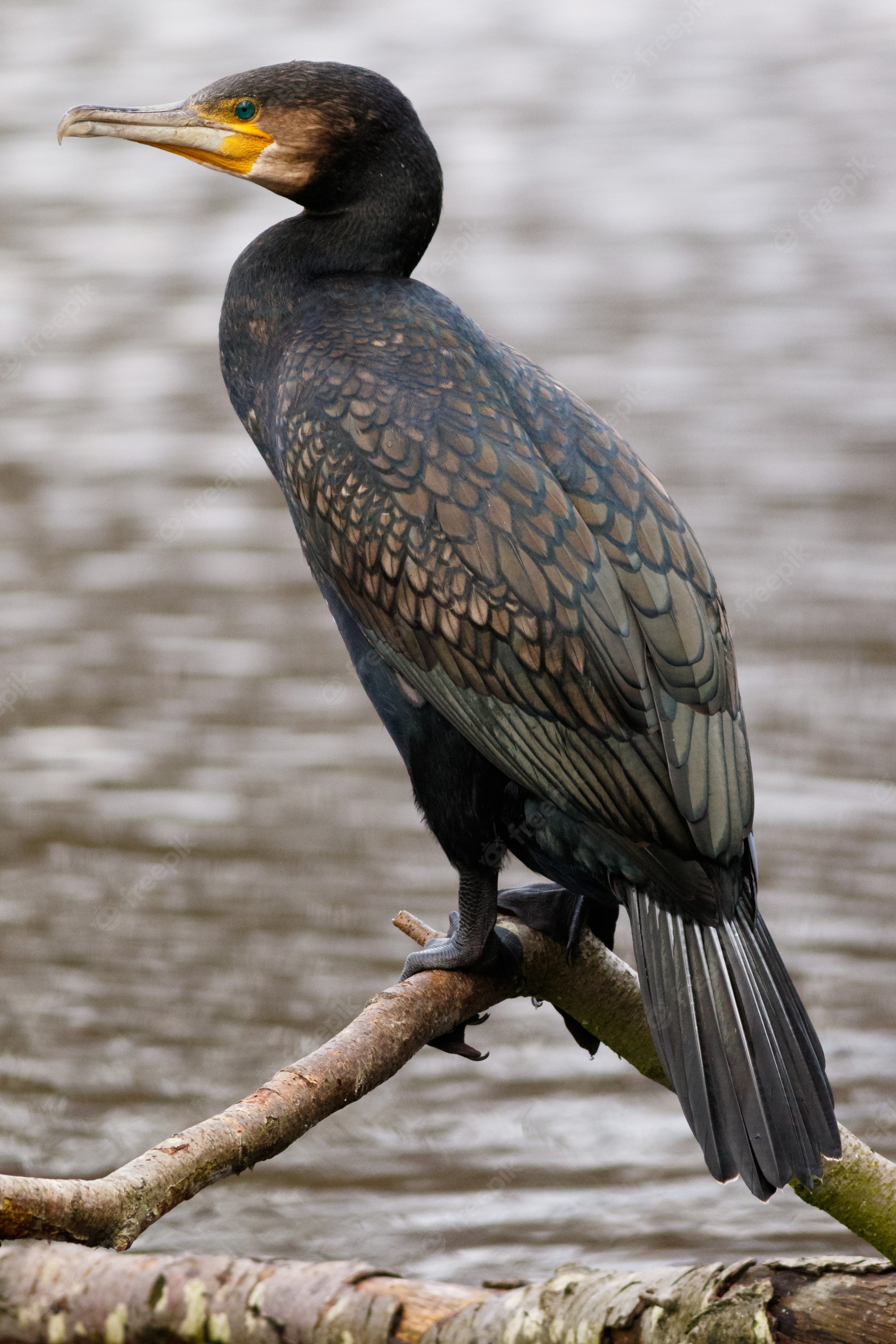 Cormorant Wallpapers