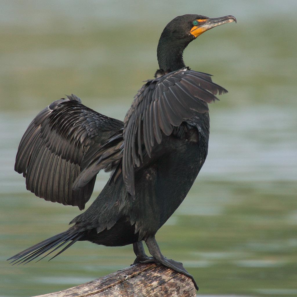 Cormorant Wallpapers