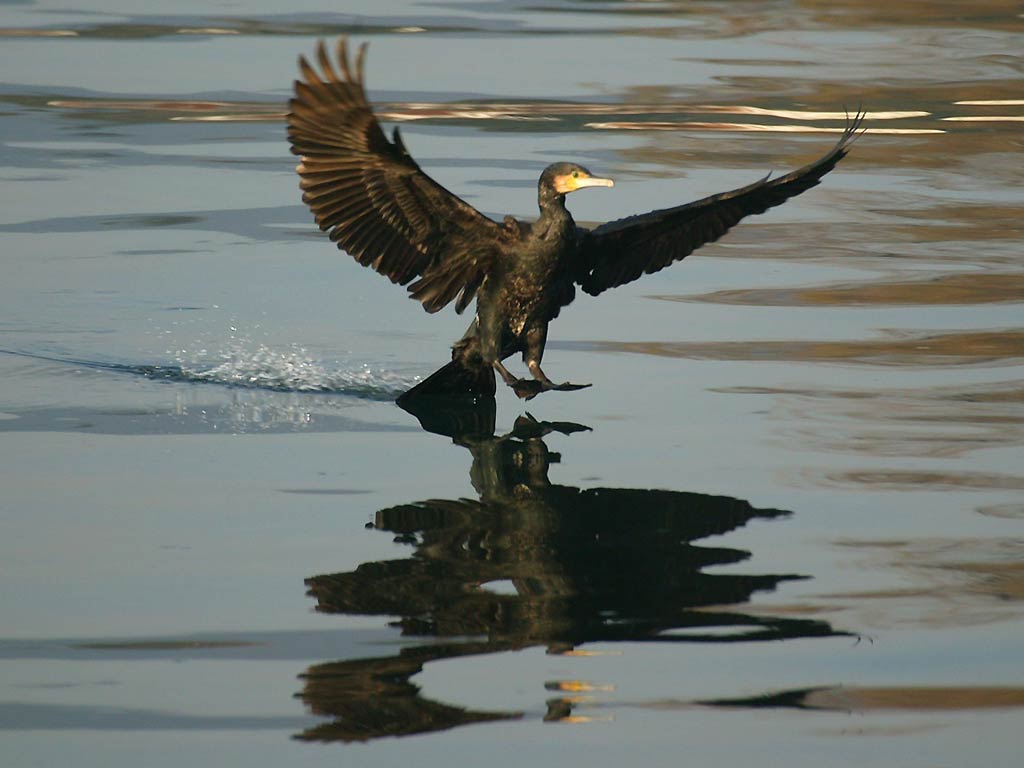 Cormorant Wallpapers