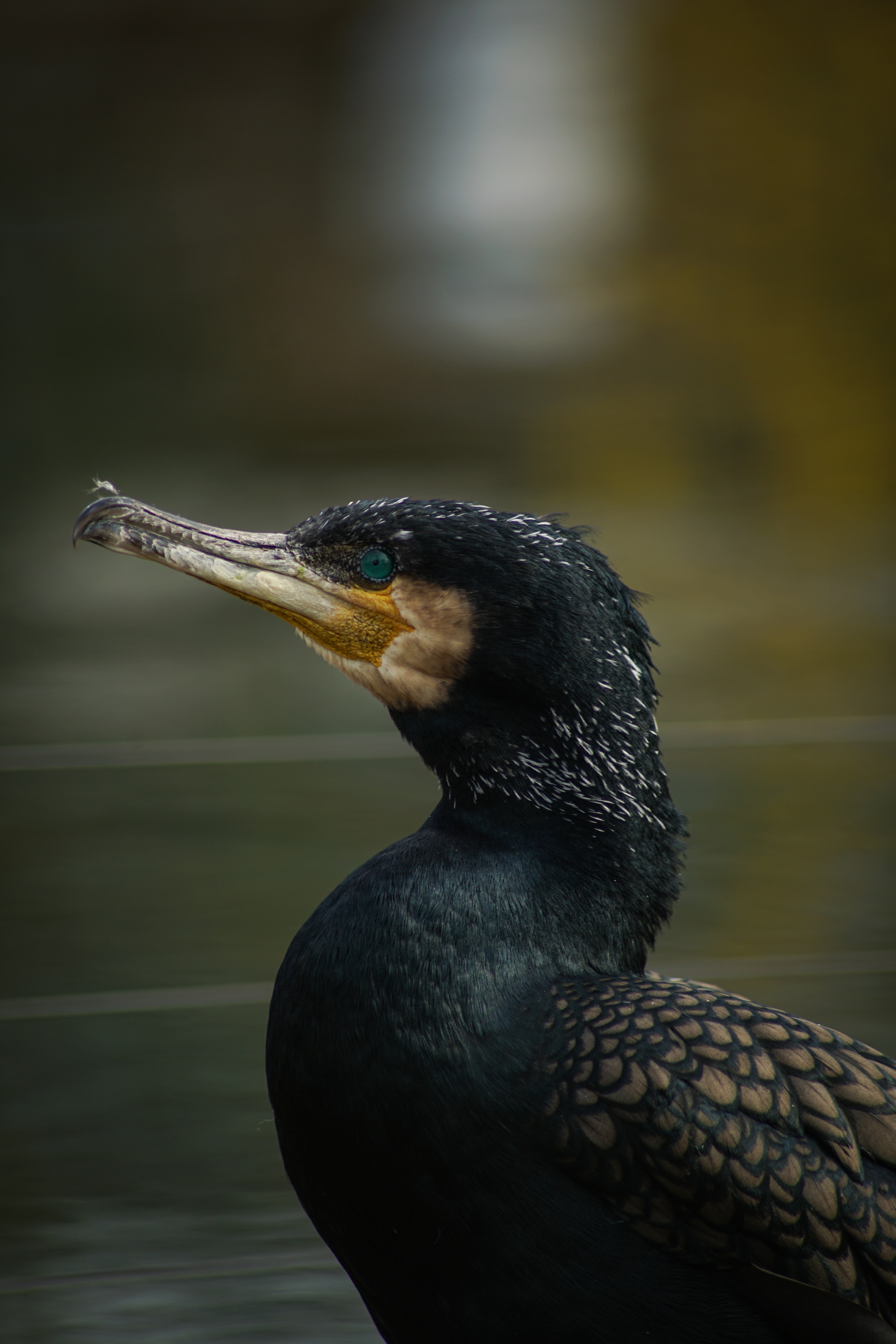 Cormorant Wallpapers