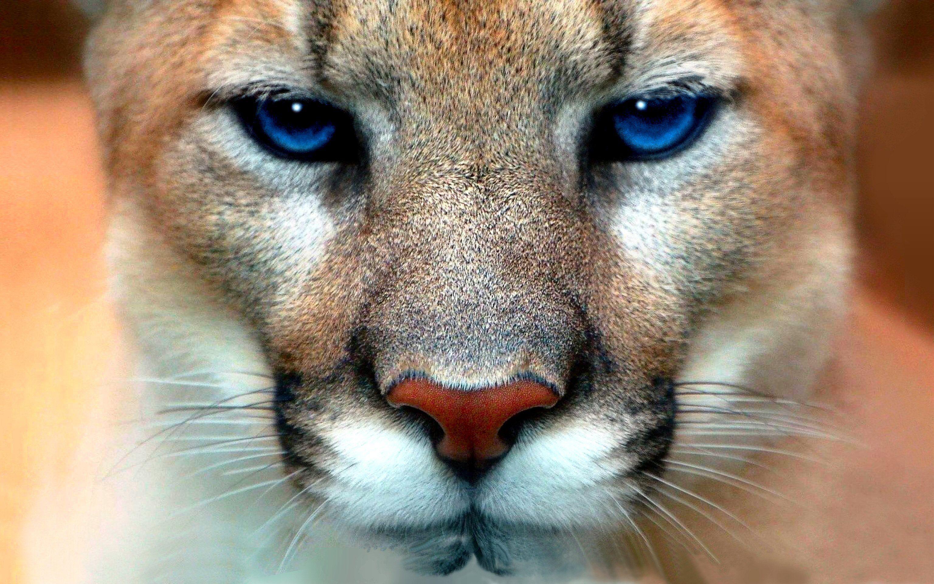 Cougar Wallpapers
