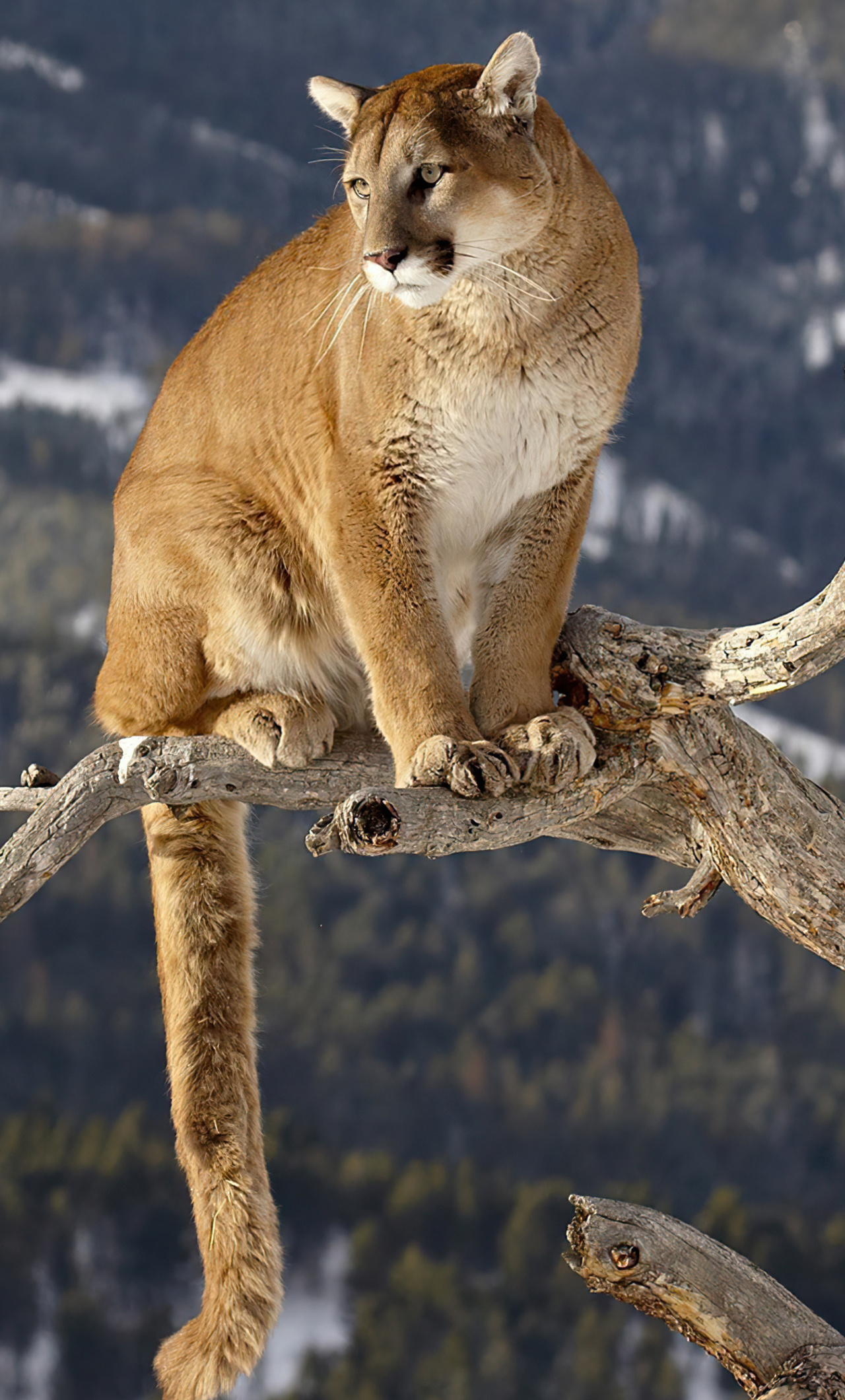 Cougar Wallpapers