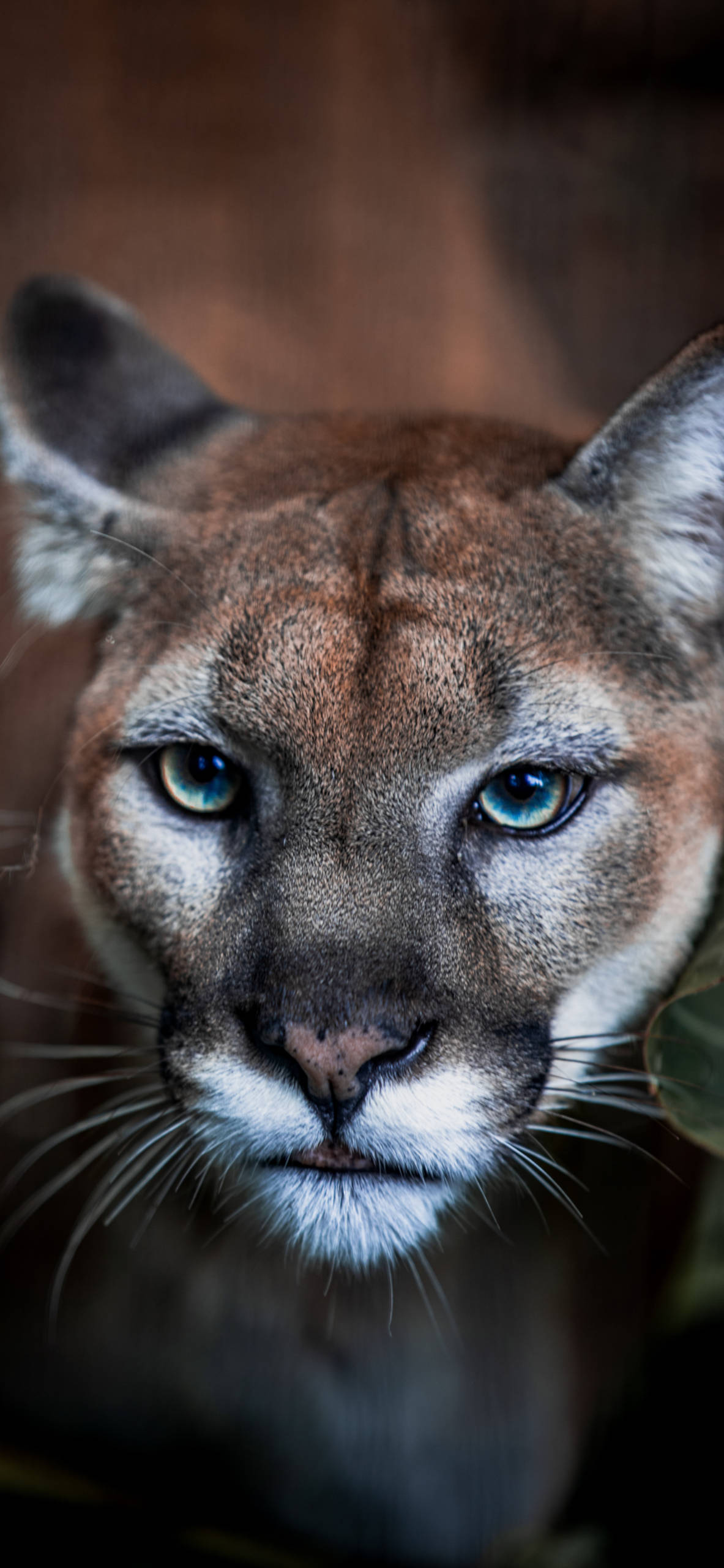 Cougar Wallpapers