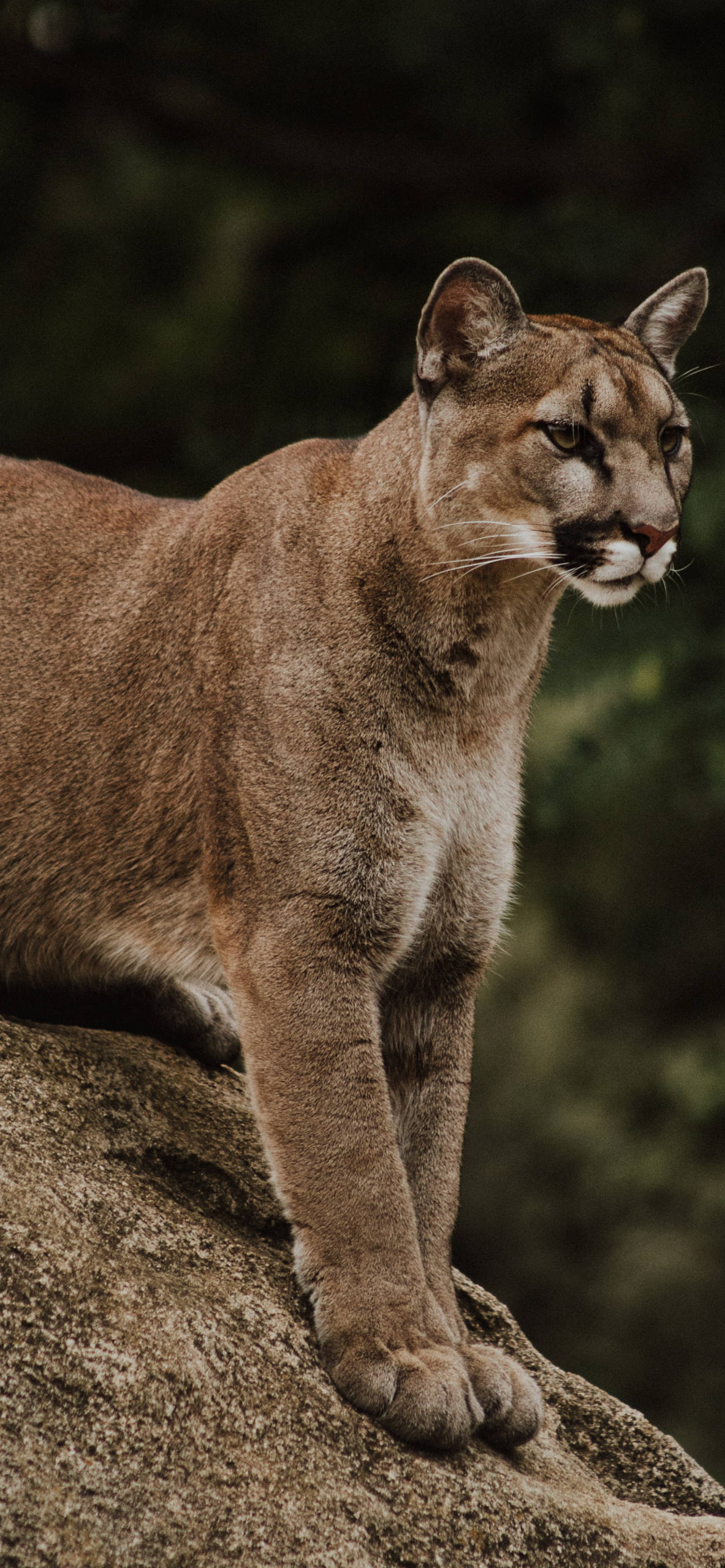 Cougar Wallpapers