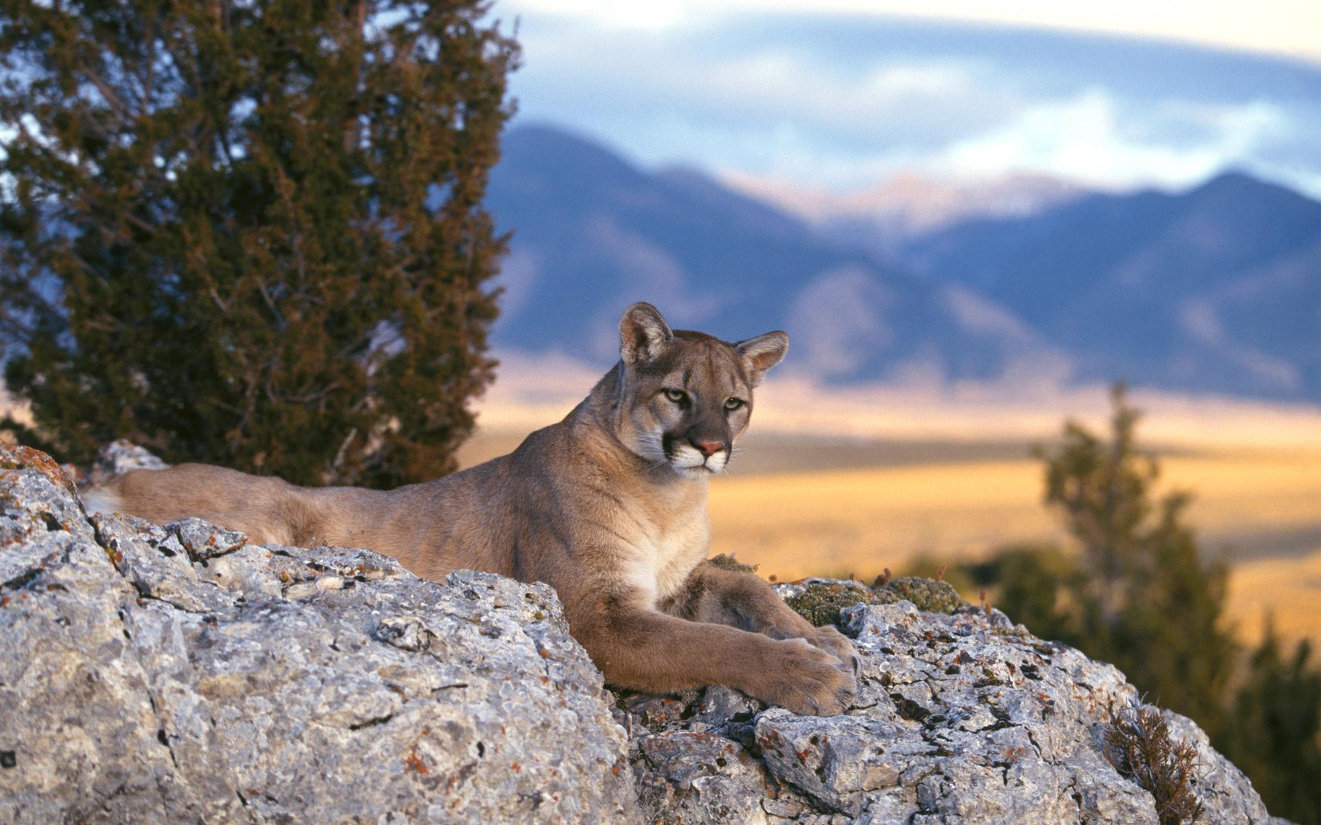 Cougar Wallpapers