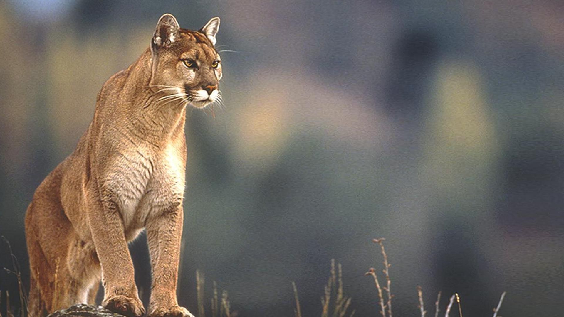 Cougar Wallpapers