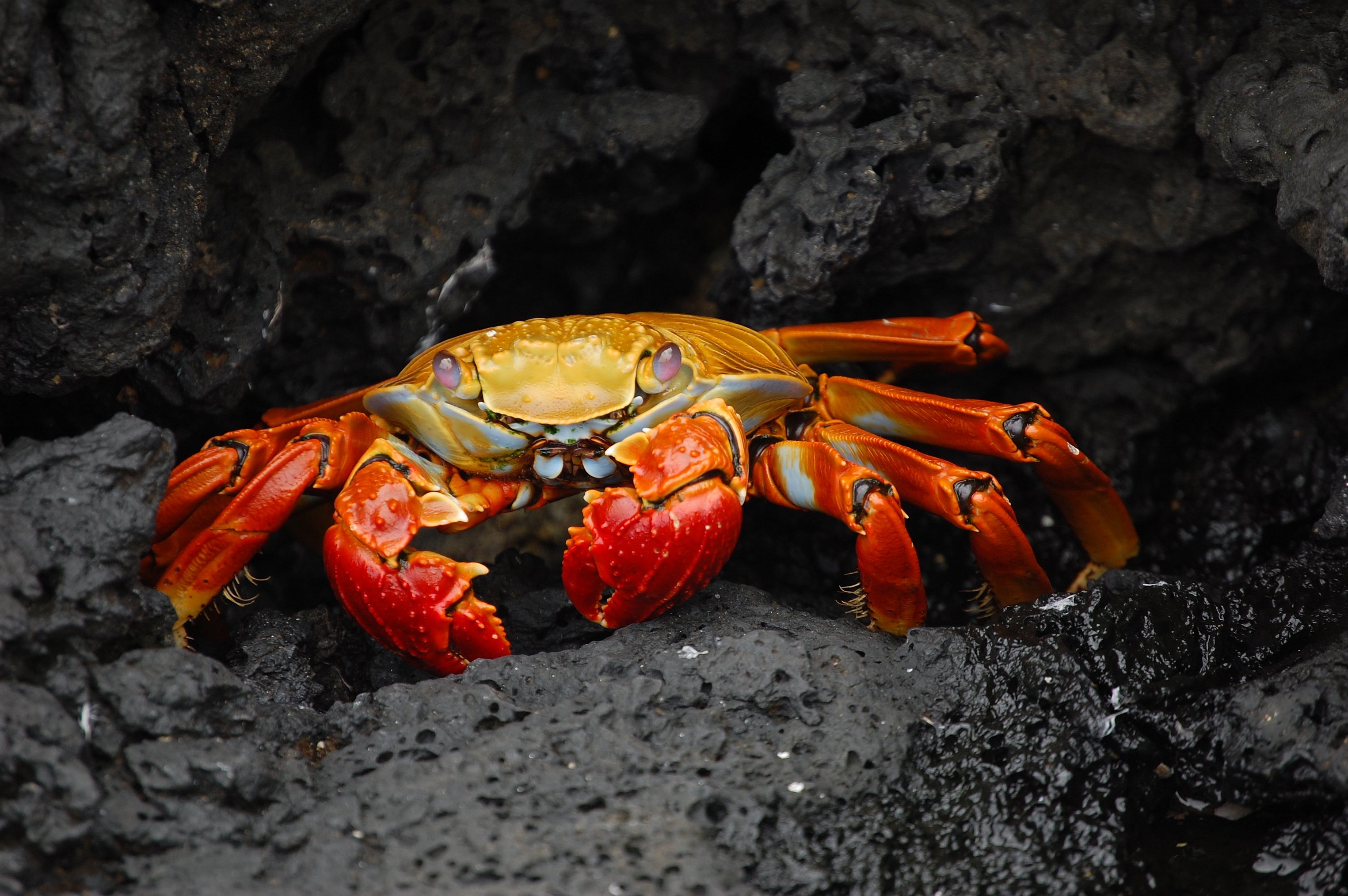 Crab Wallpapers