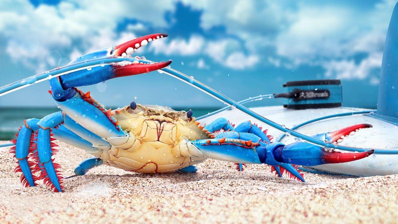 Crab Wallpapers