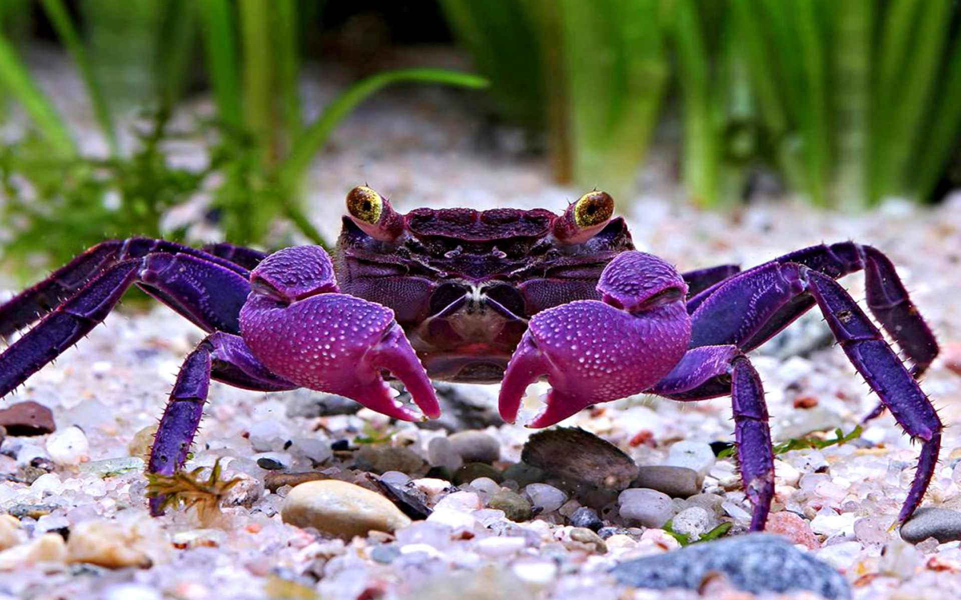 Crab Wallpapers