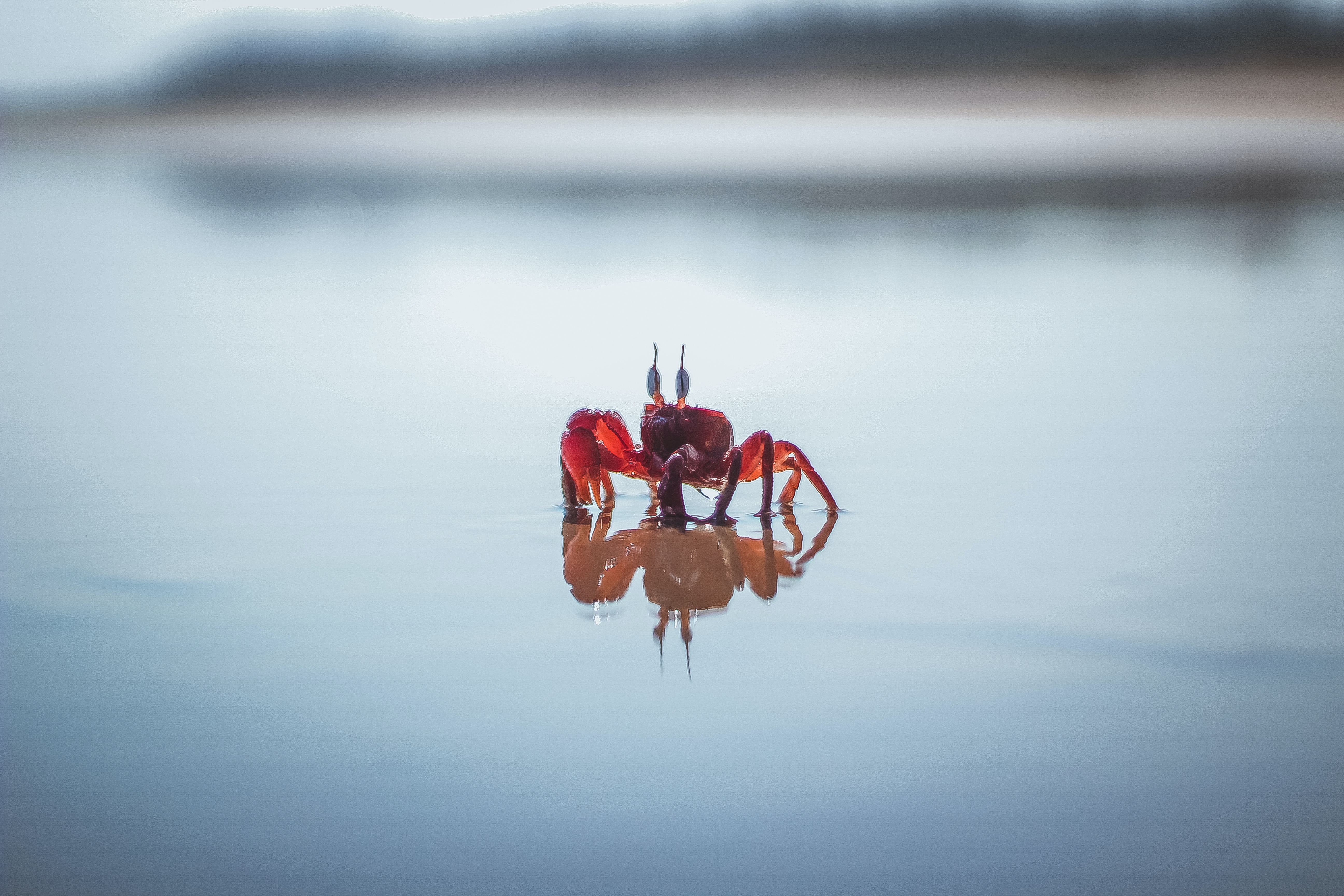 Crab Wallpapers