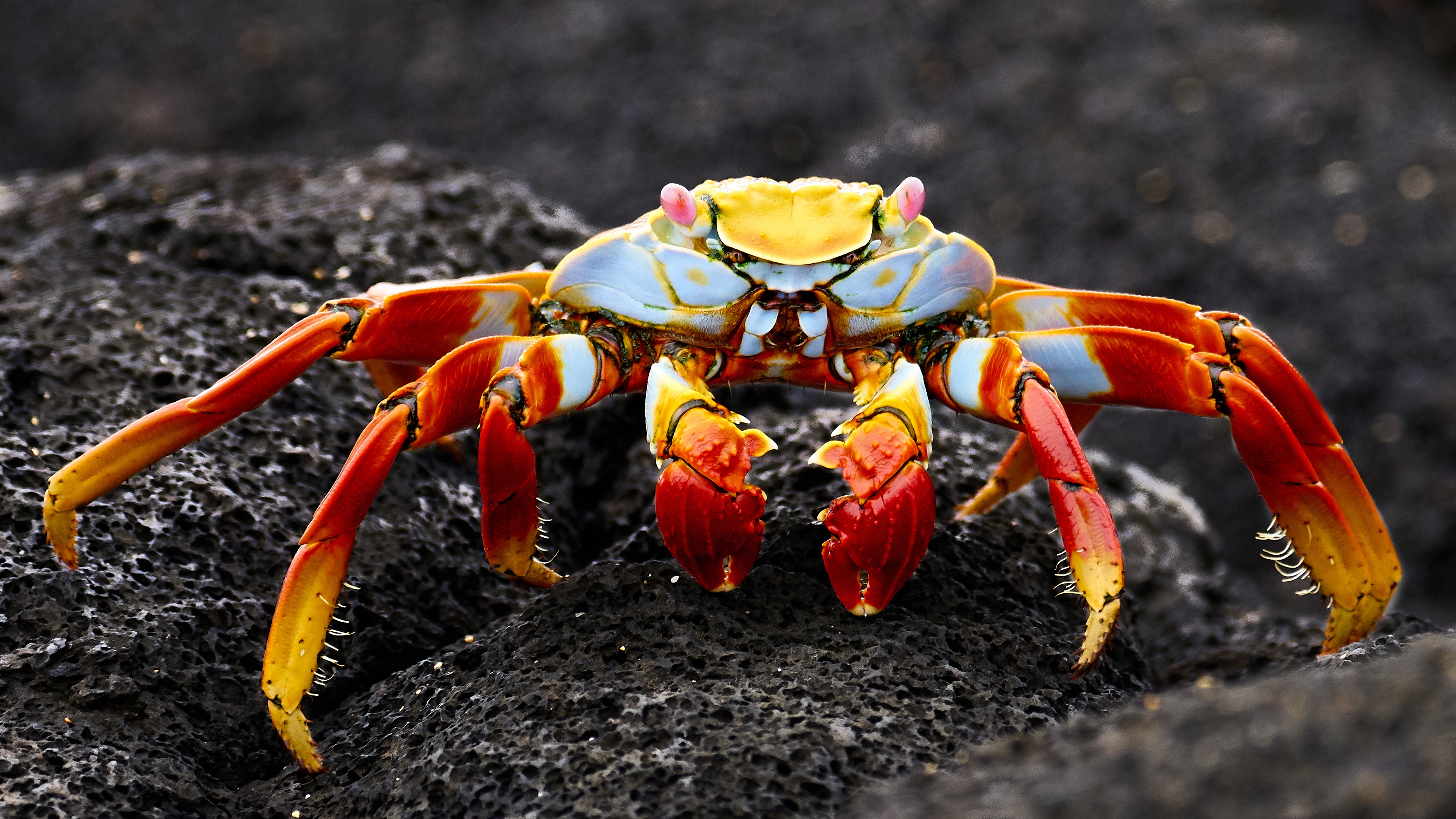 Crab Wallpapers