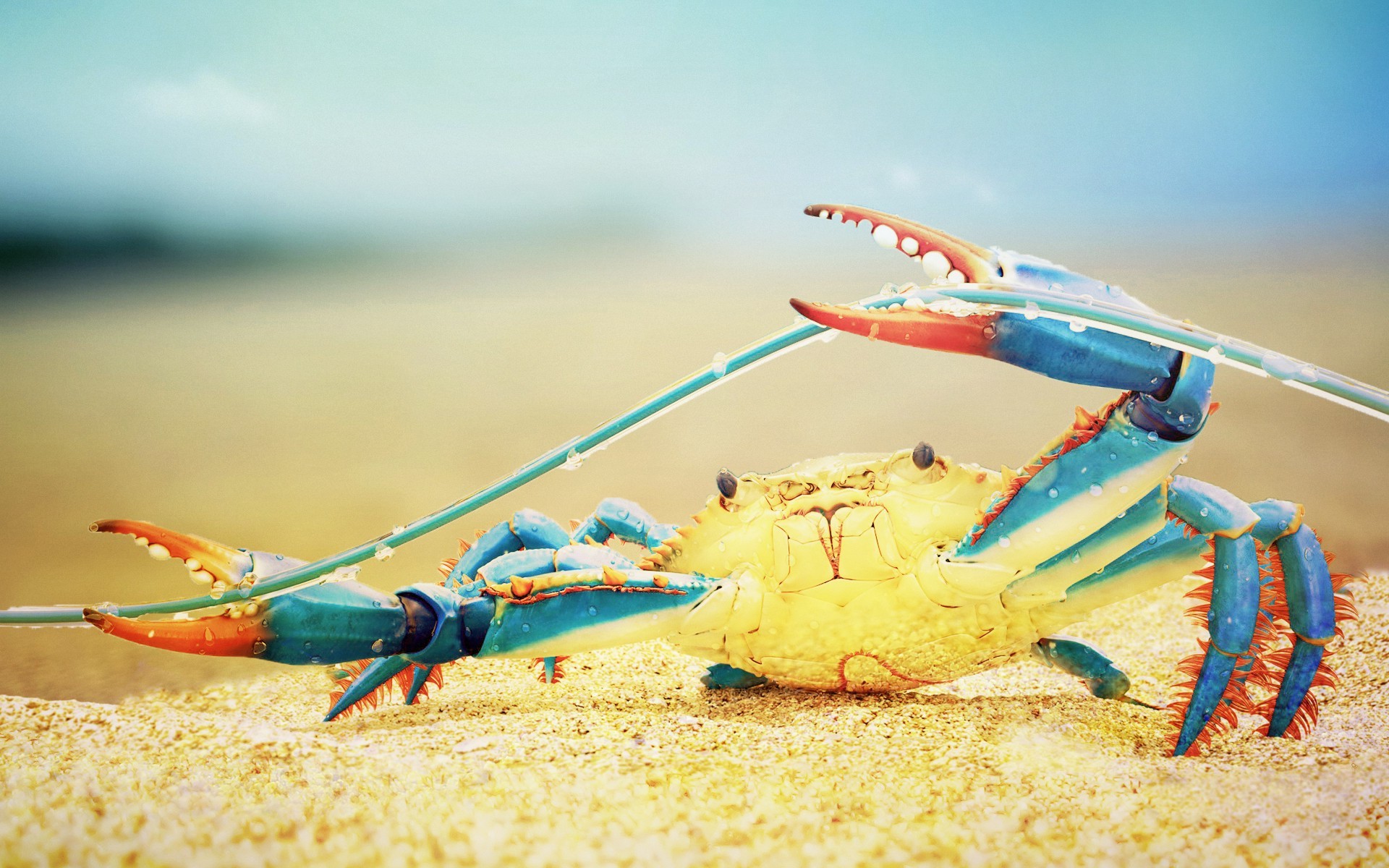 Crab Wallpapers