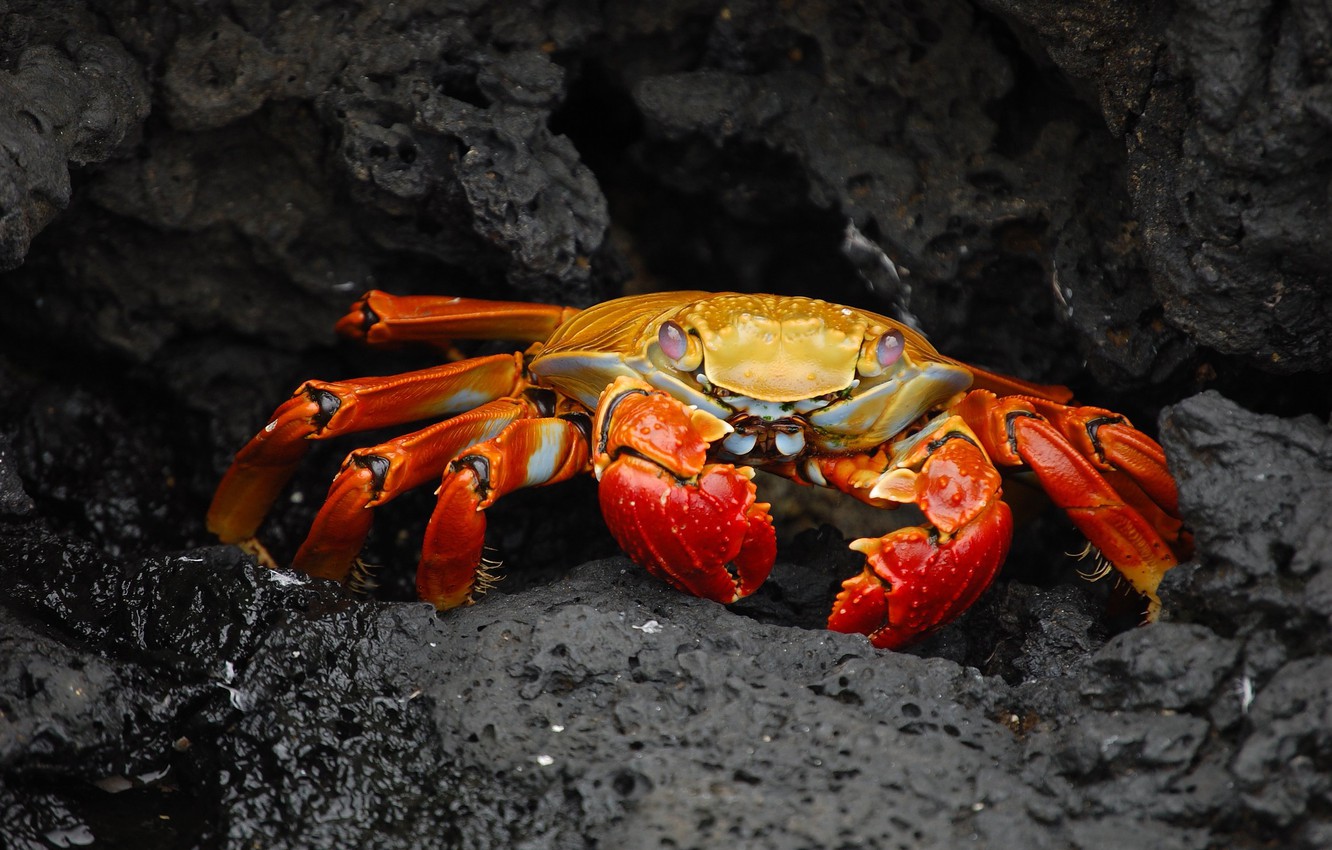 Crab Wallpapers