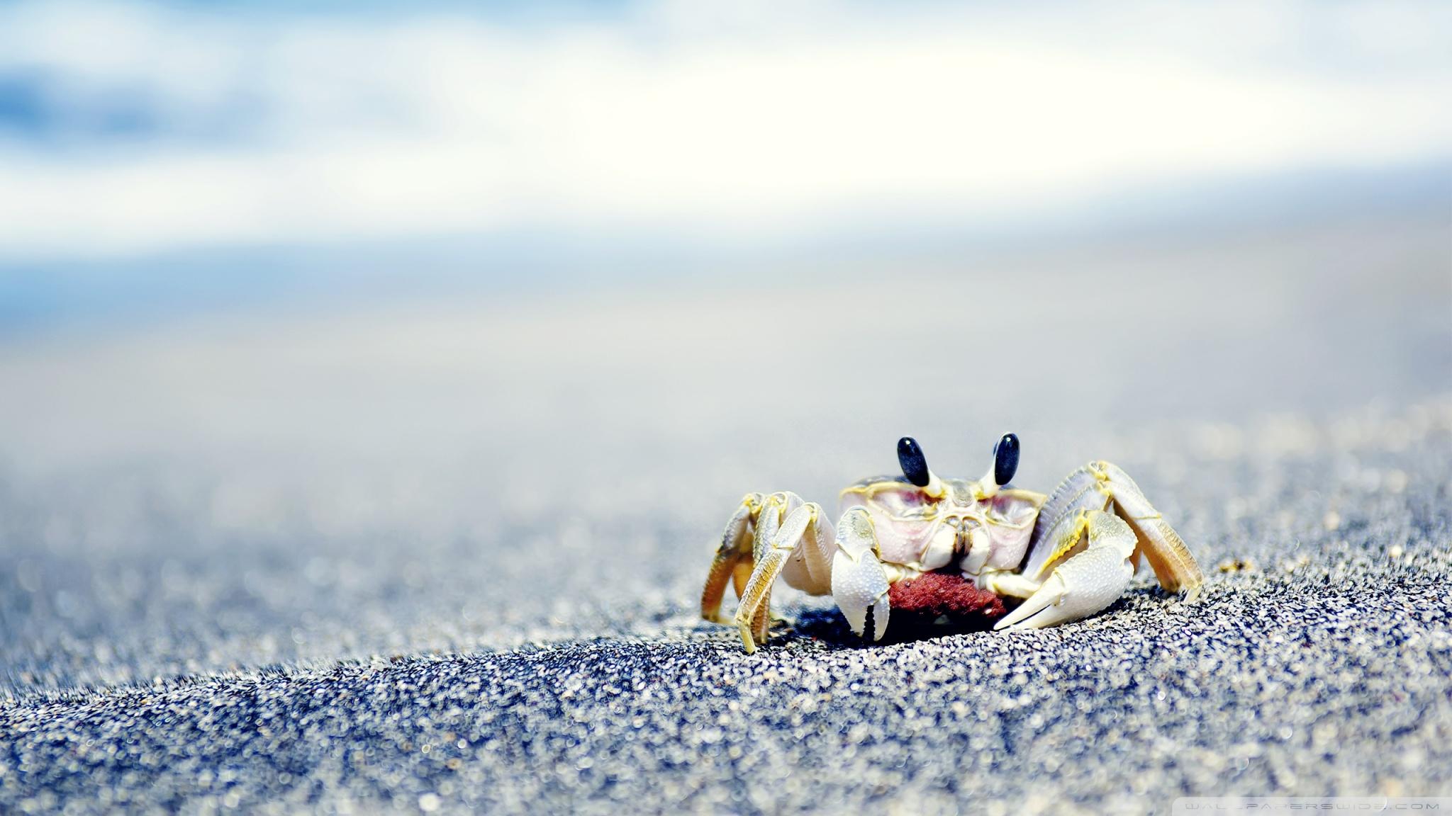 Crab Wallpapers