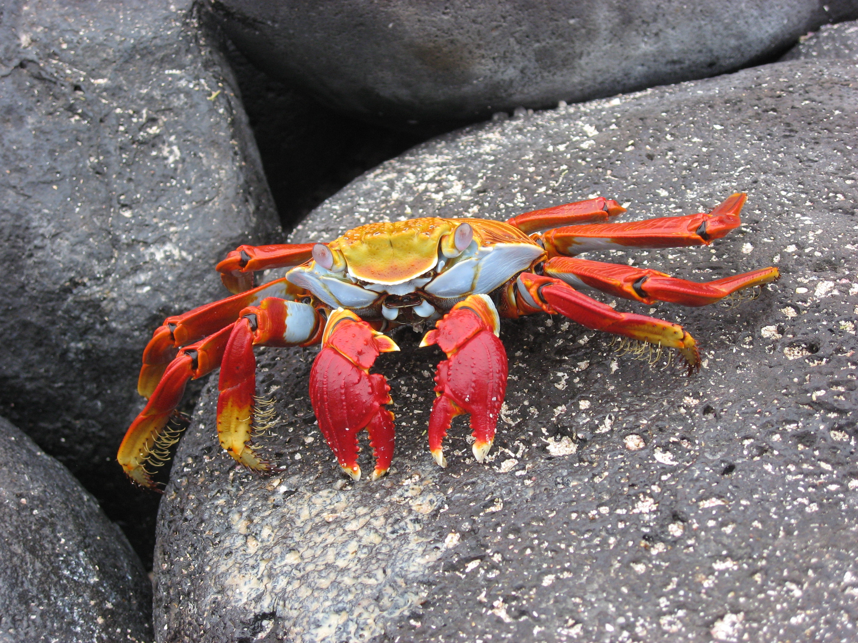 Crab Wallpapers