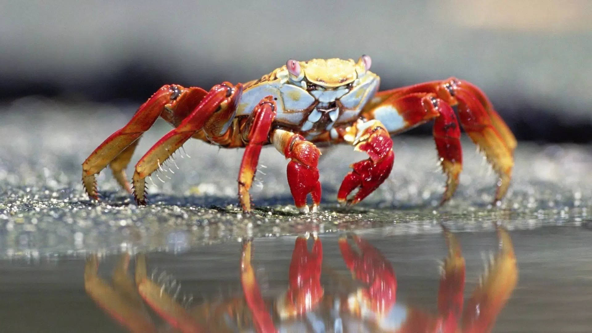 Crab Wallpapers