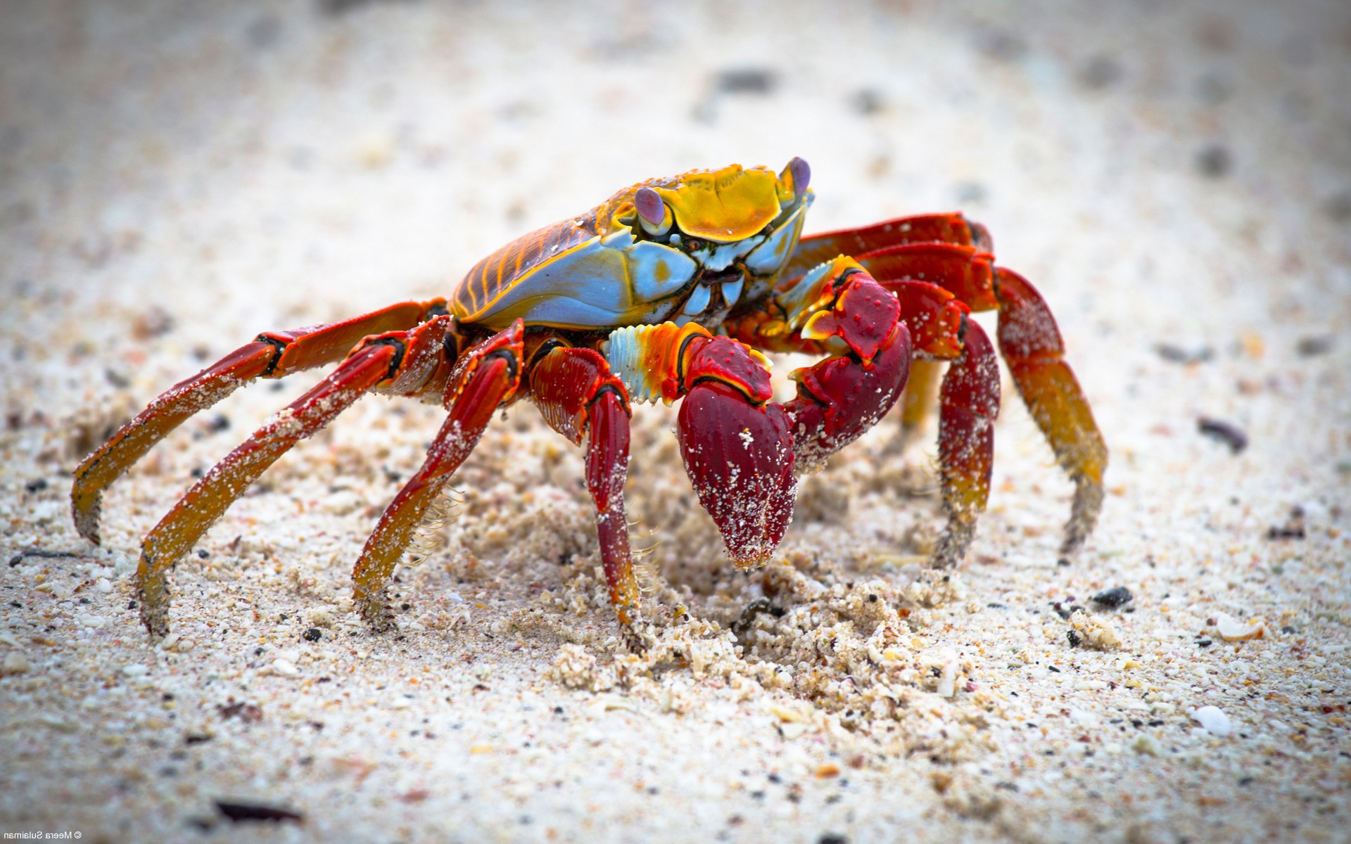 Crab Wallpapers