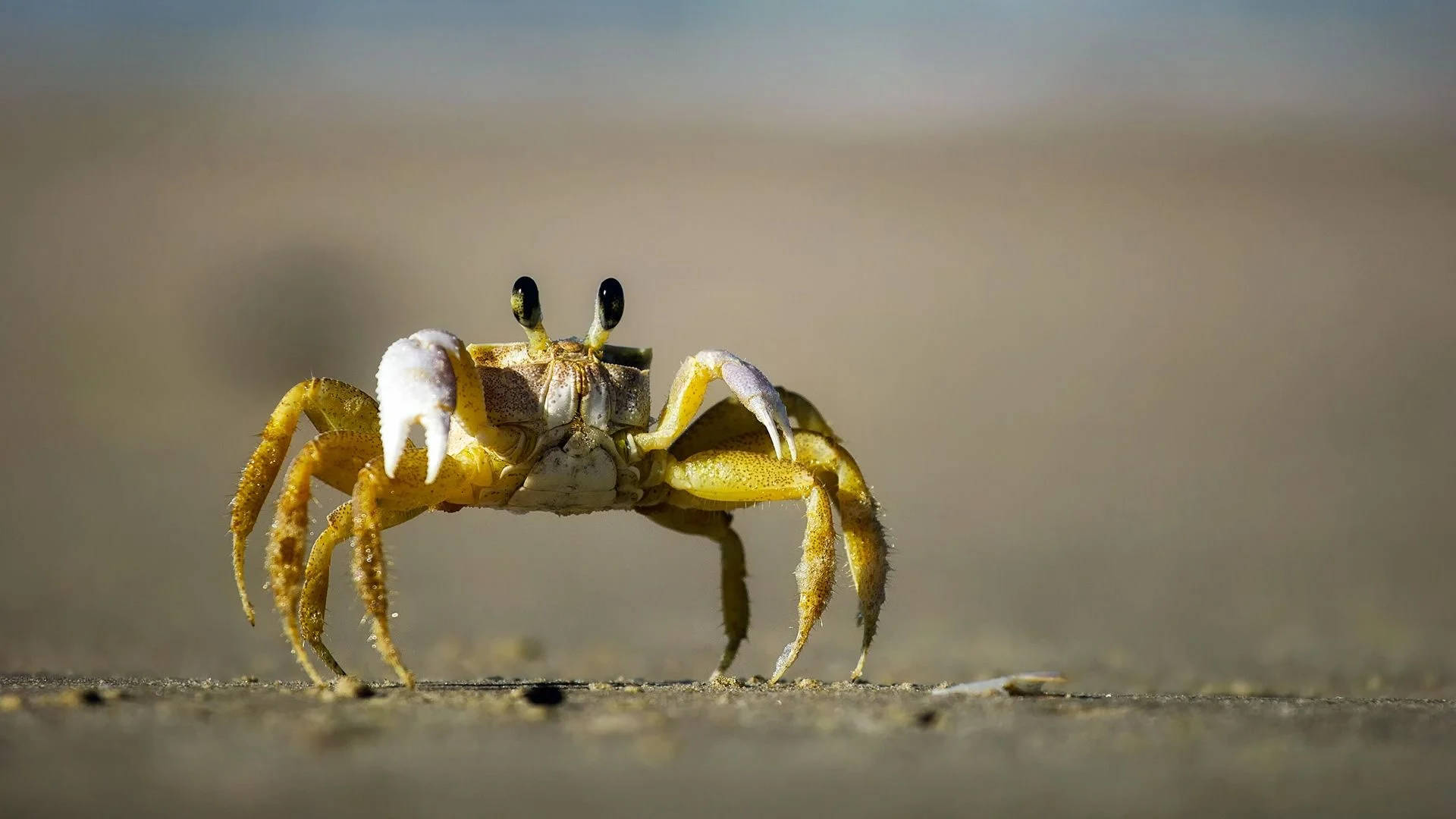 Crab Wallpapers