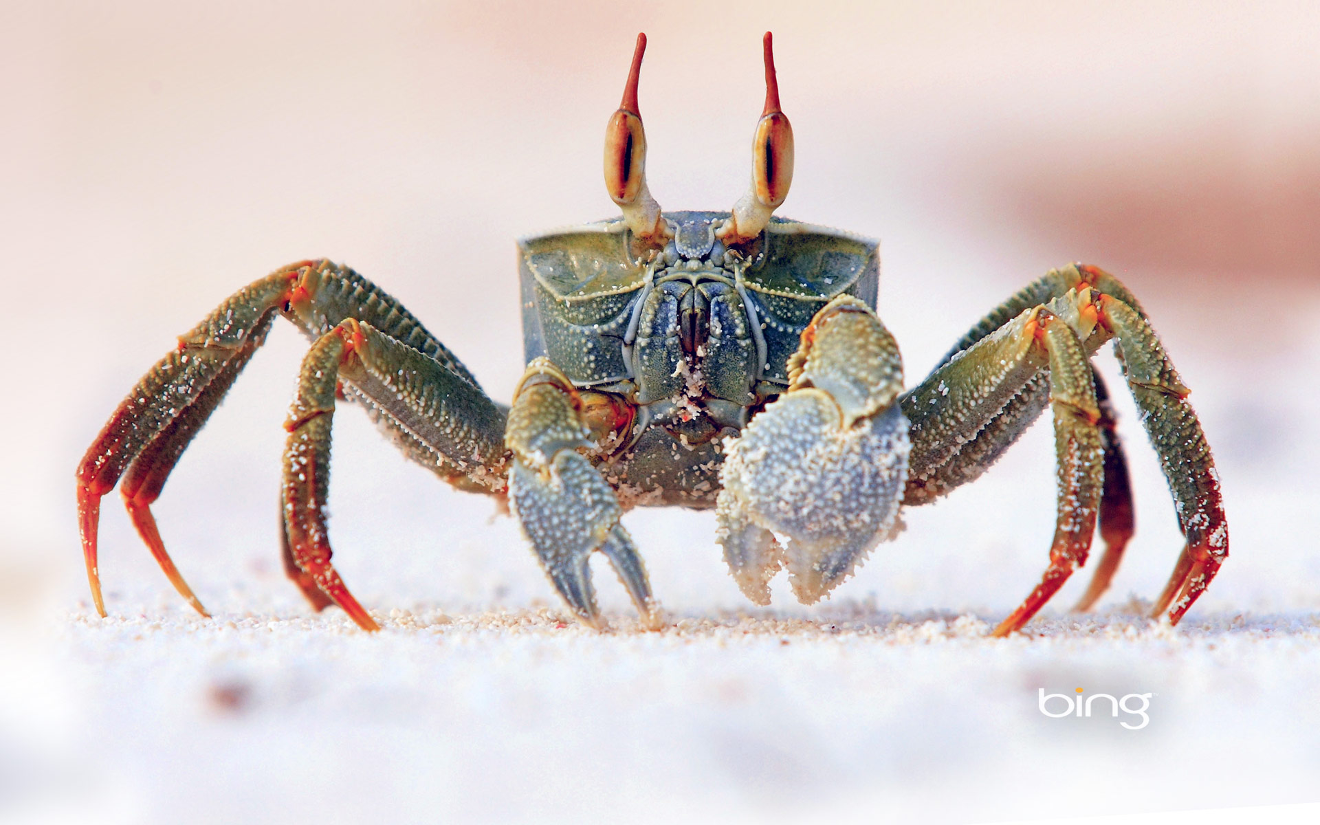 Crab Wallpapers