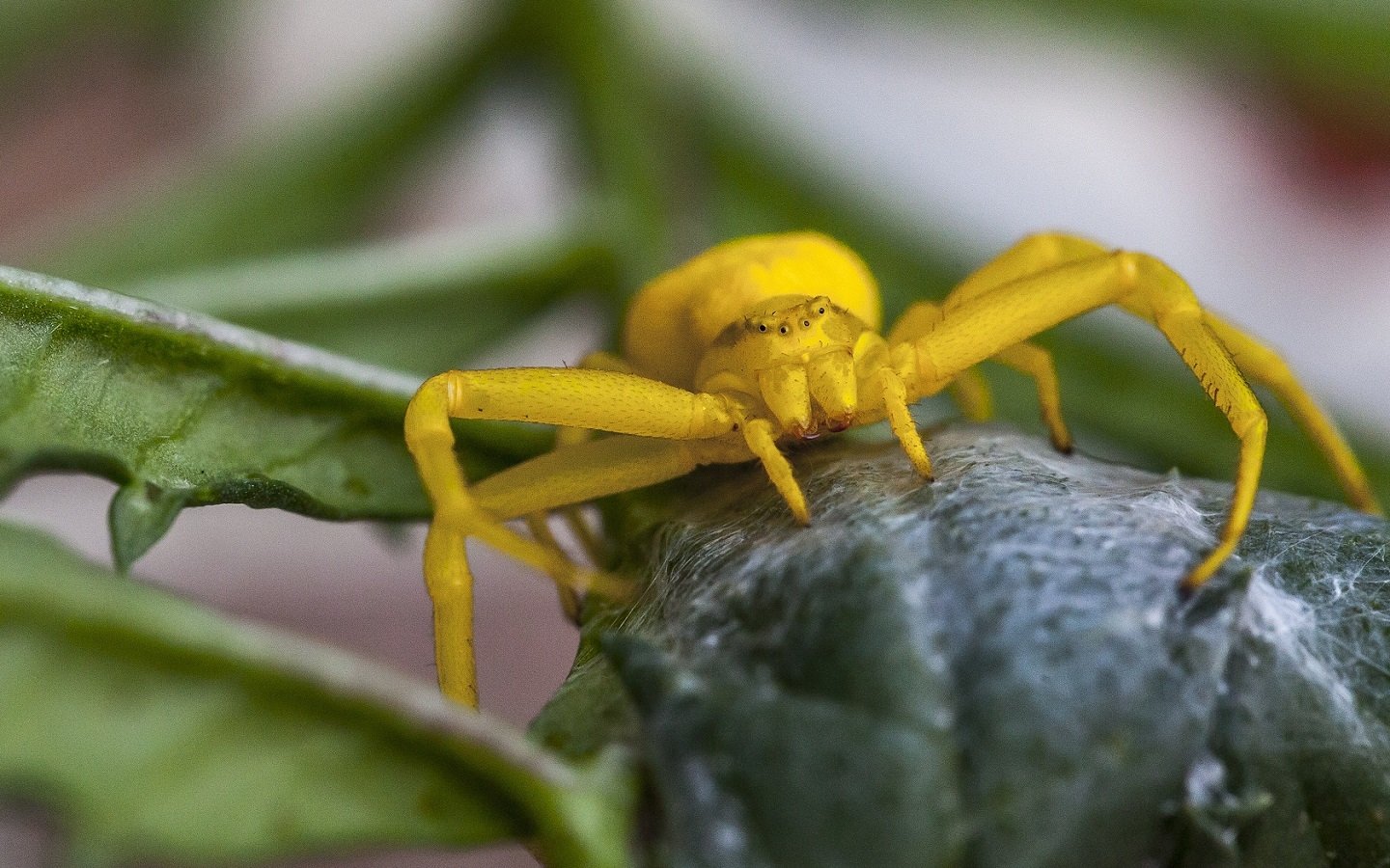 Crab Spiders Wallpapers